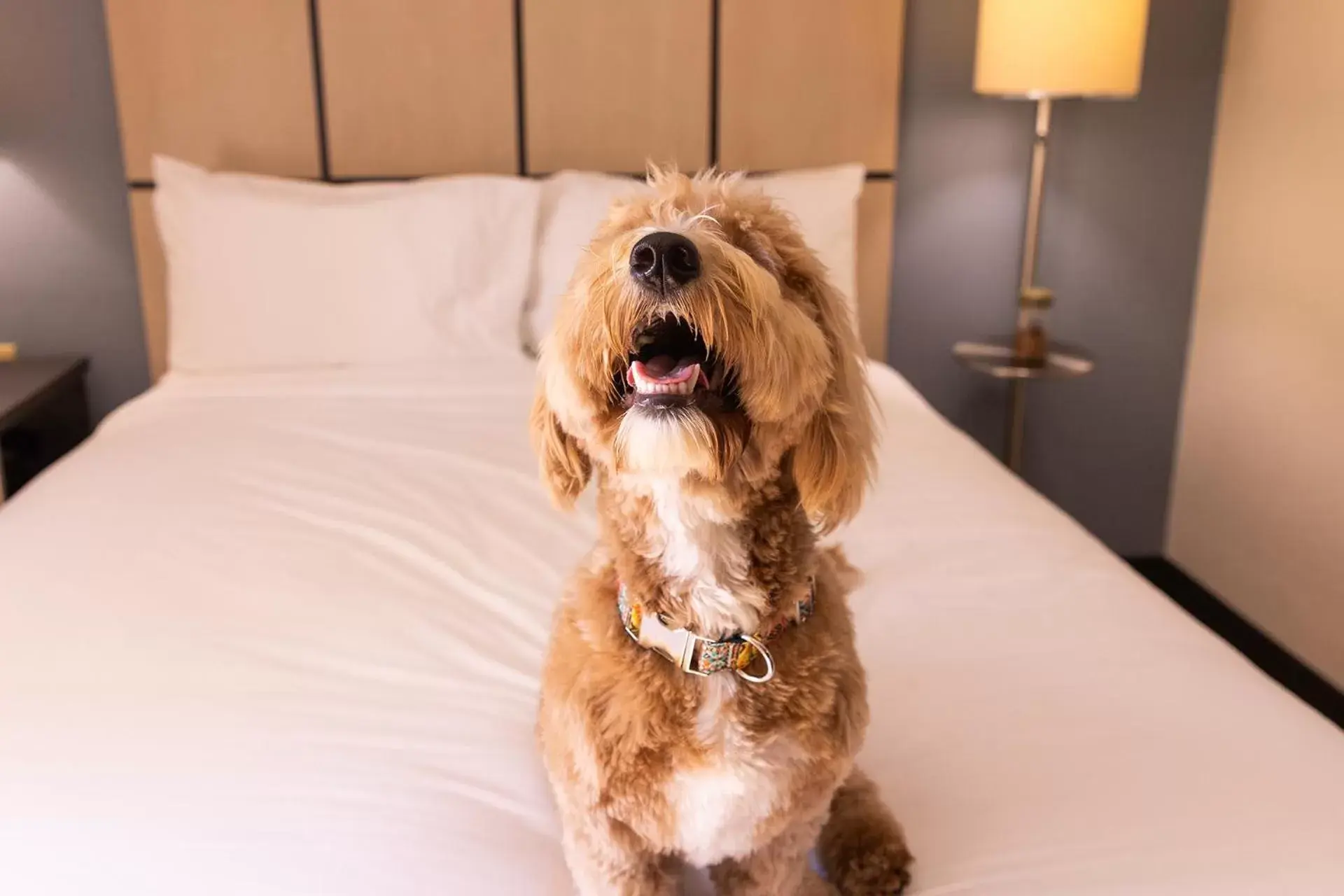 Pets in Sonesta Simply Suites St Louis Earth City