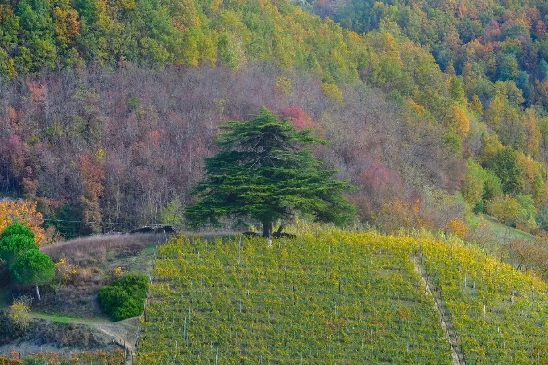 Spring, Natural Landscape in La Contea