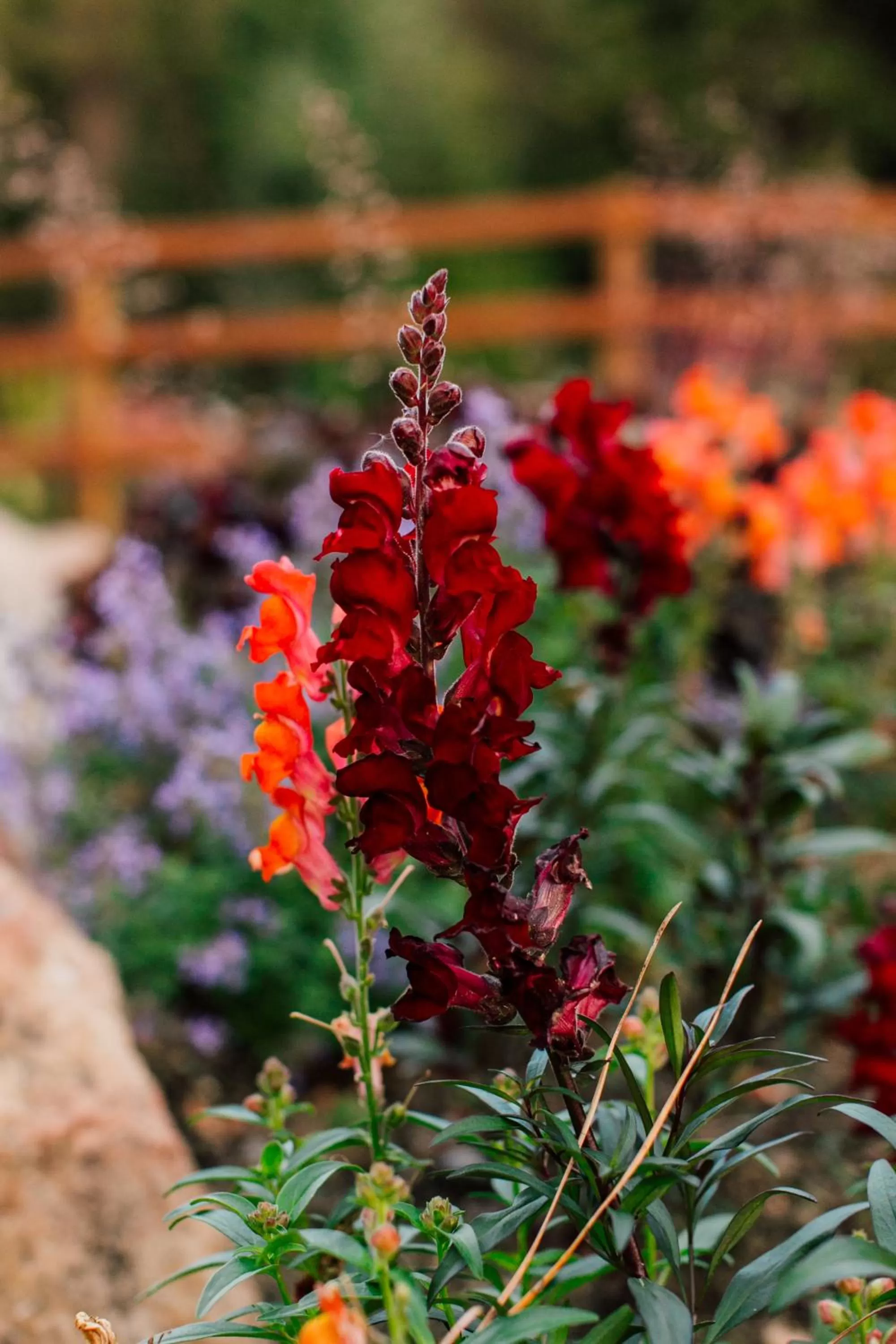 Garden in Pine River Ranch B&B