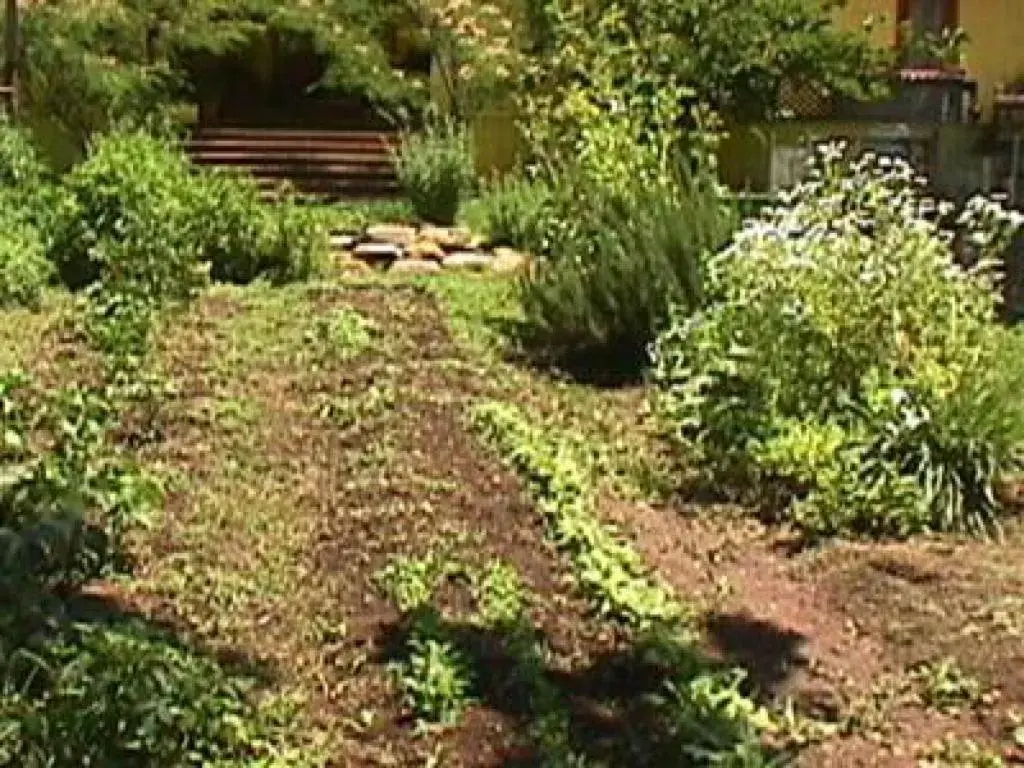 Other, Garden in Backyard Garden Oasis