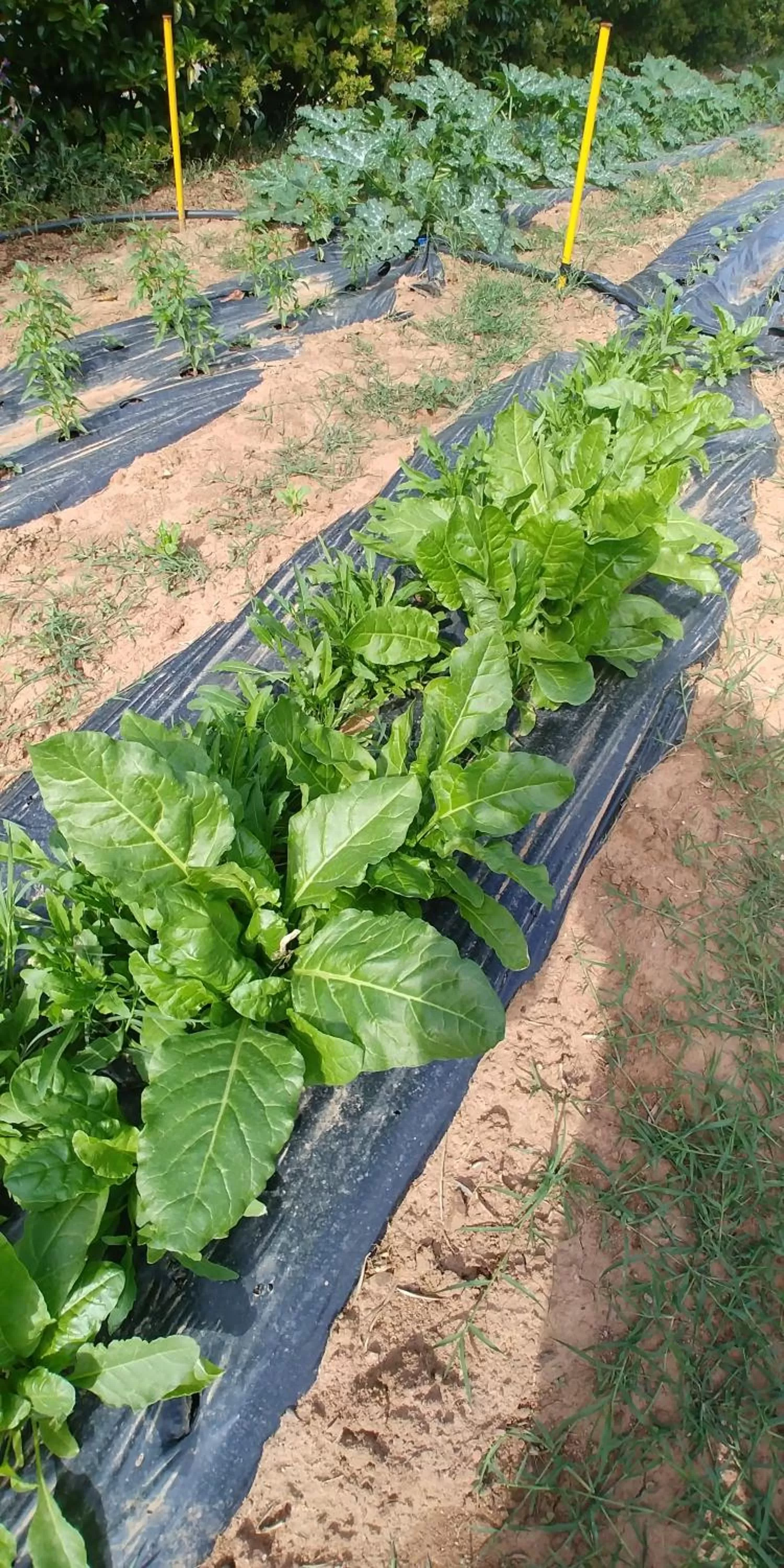 Garden in La Piana degli Ulivi