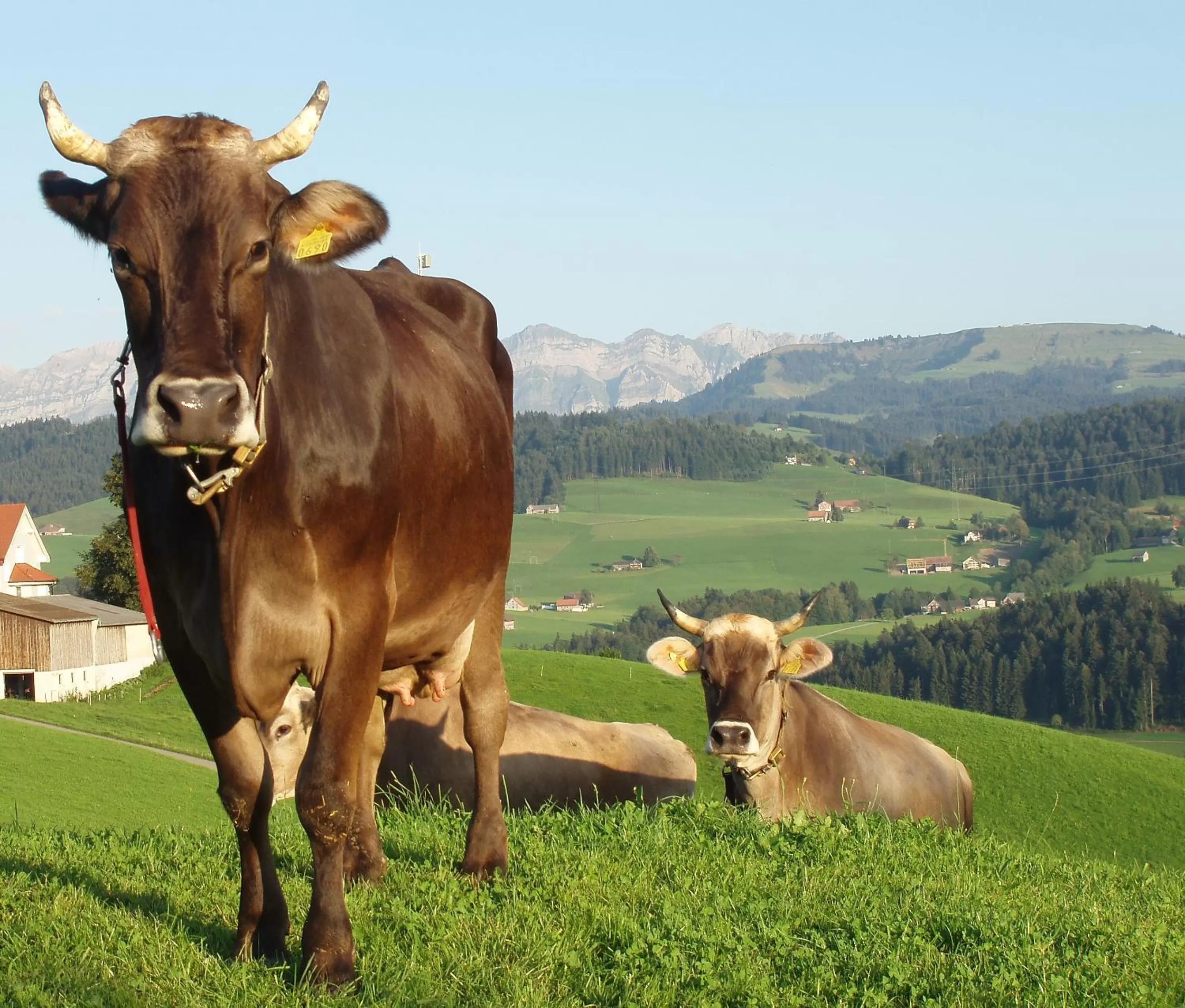 Other Animals in Gästehaus Aemisegg