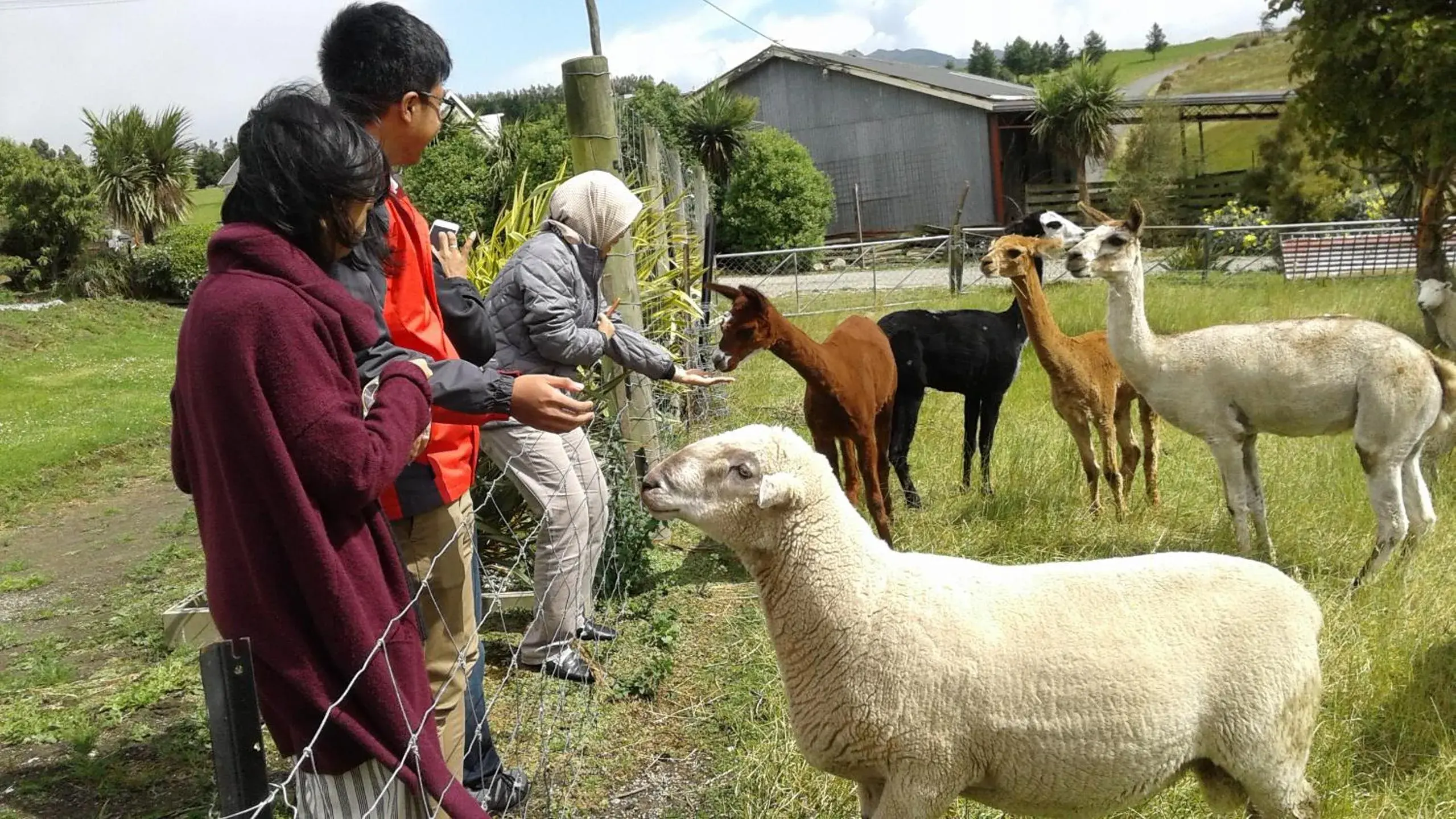 Animals, Other Animals in The Reservation B&B