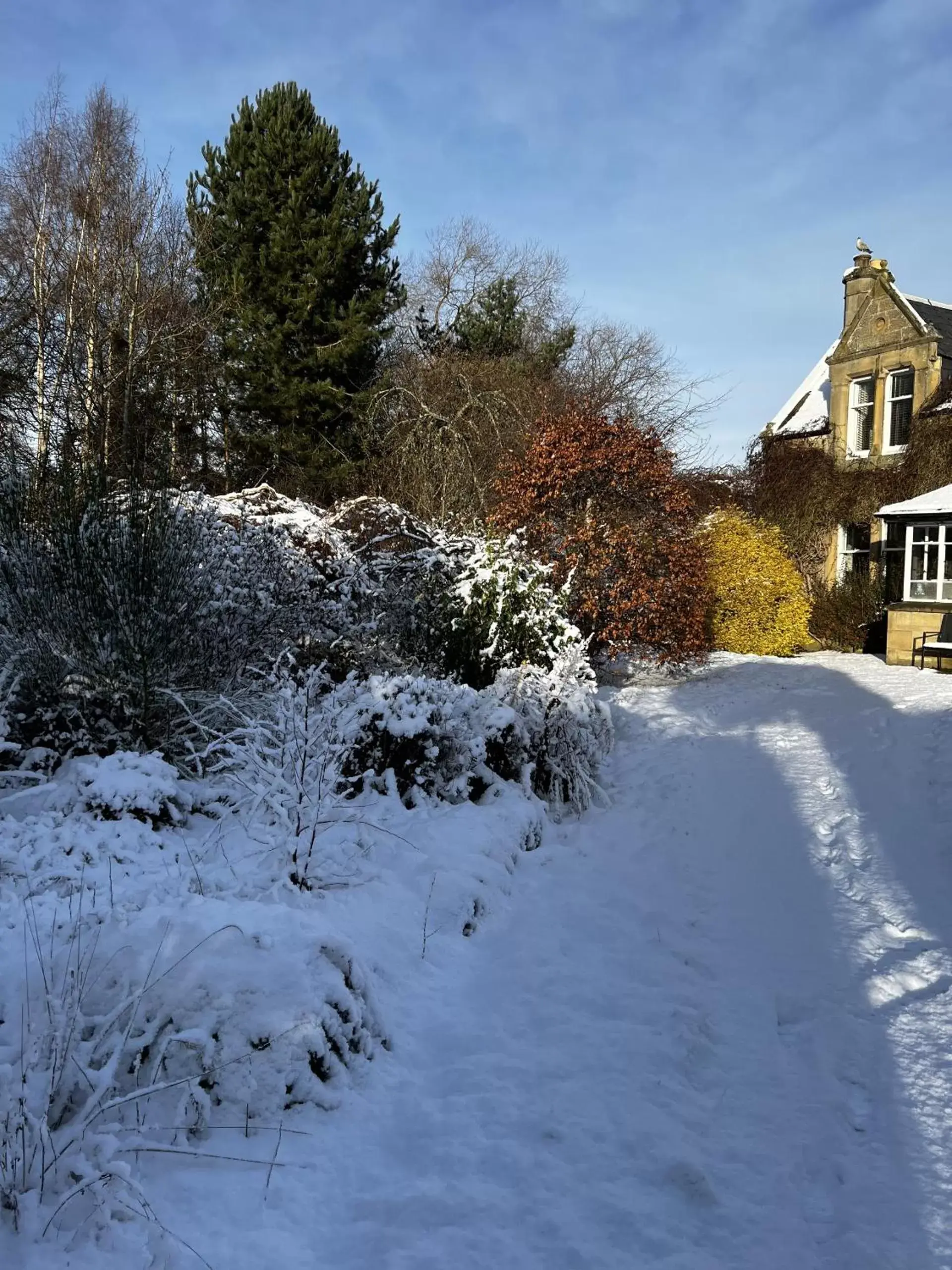 Garden, Winter in St Duthus Villa Guesthouse