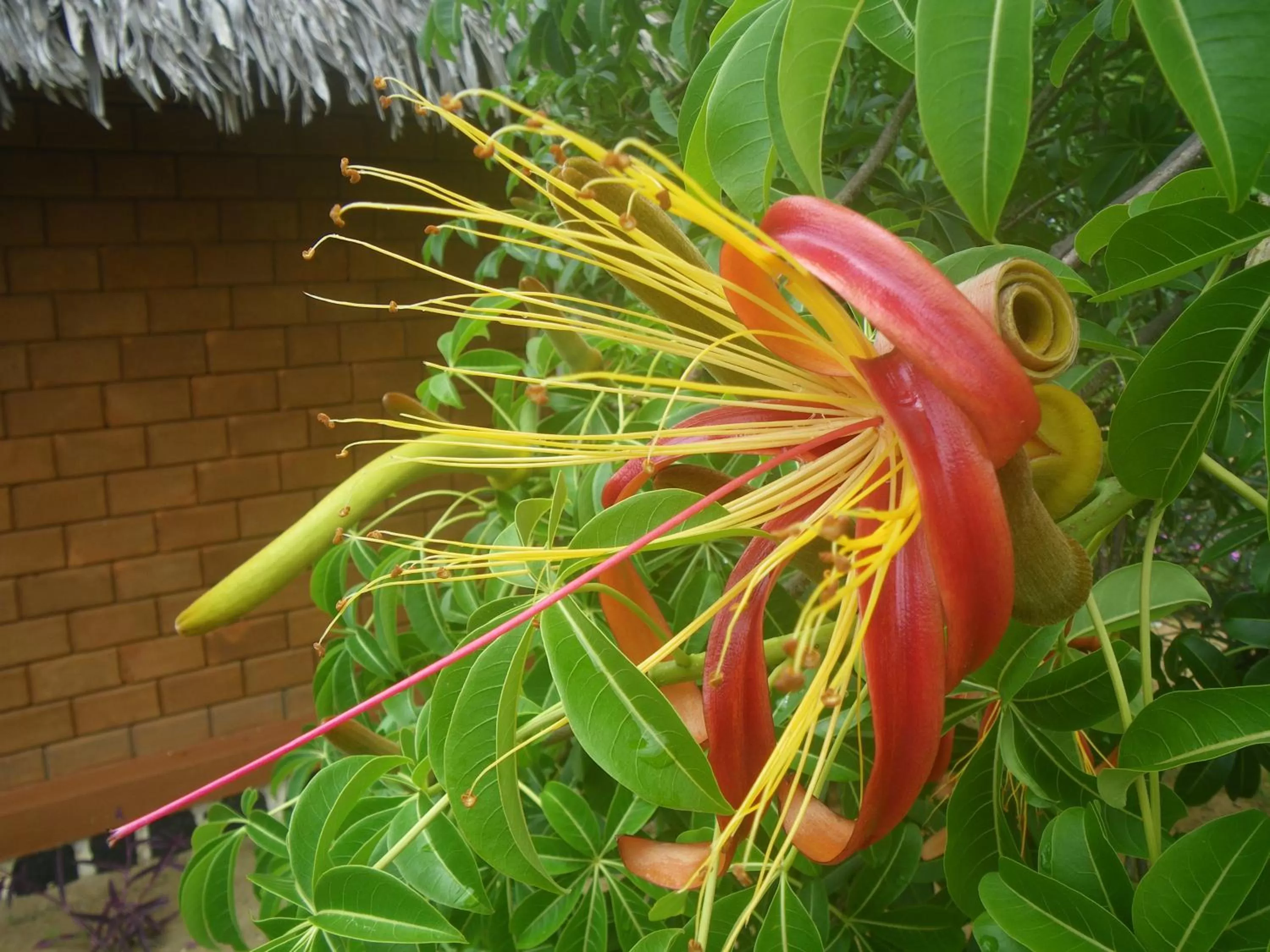 Garden in Hotel Lakana Ramena