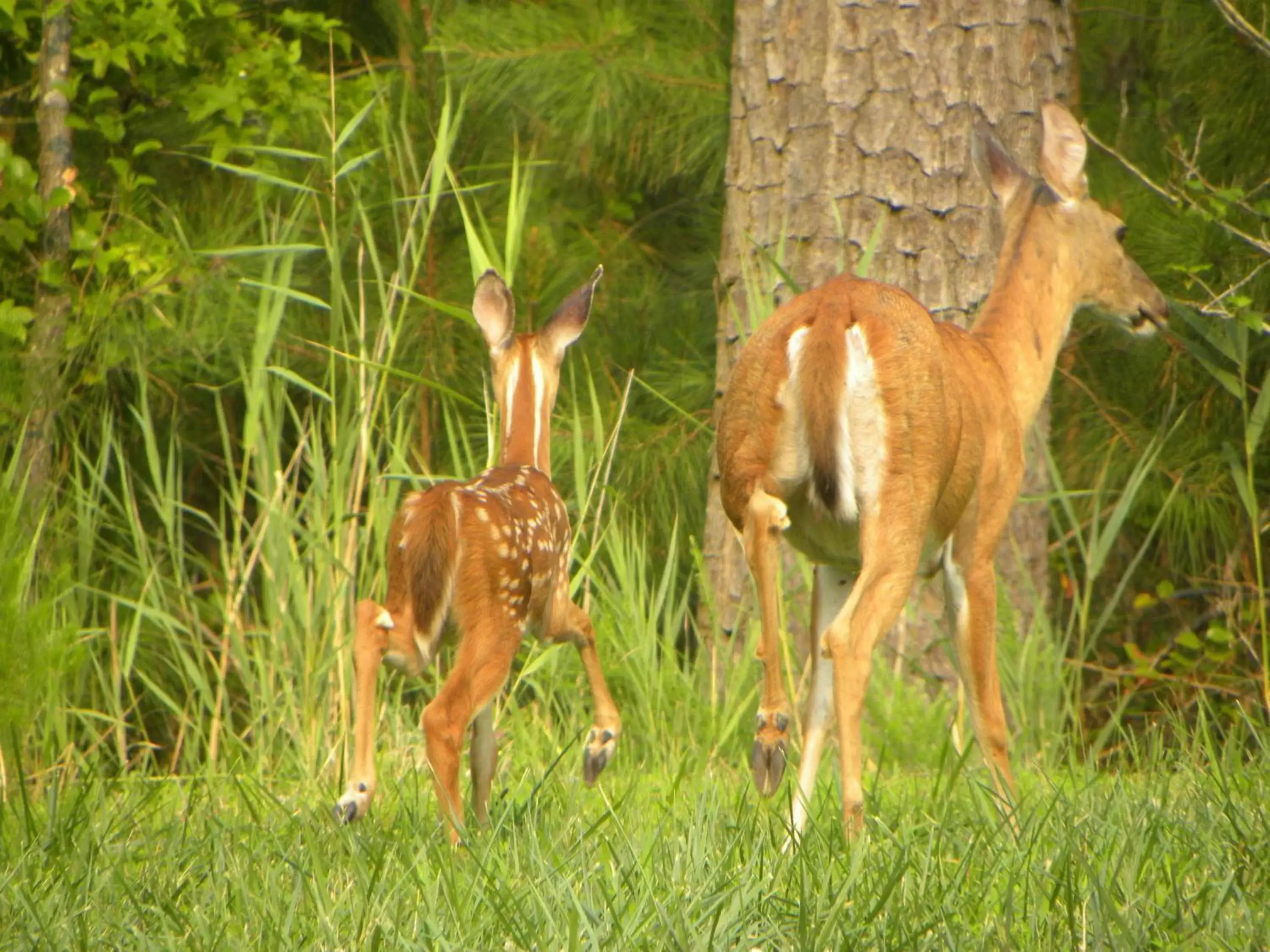 Animals, Other Animals in Chincoteague Inn