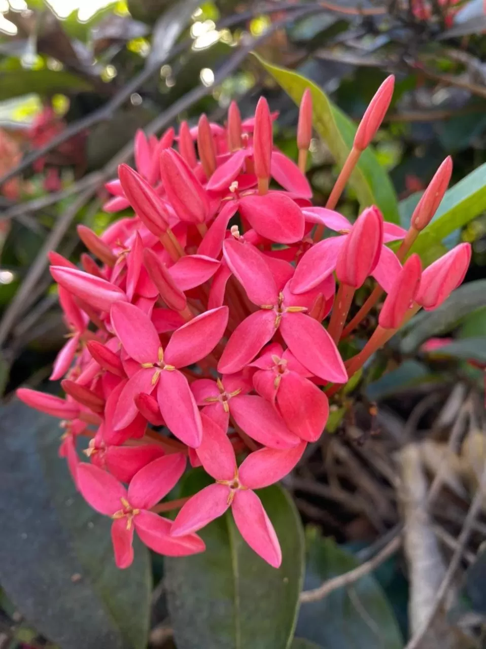 Villa Cajou chambres d'hôtes chez l'habitant et Zanzibar cottage
