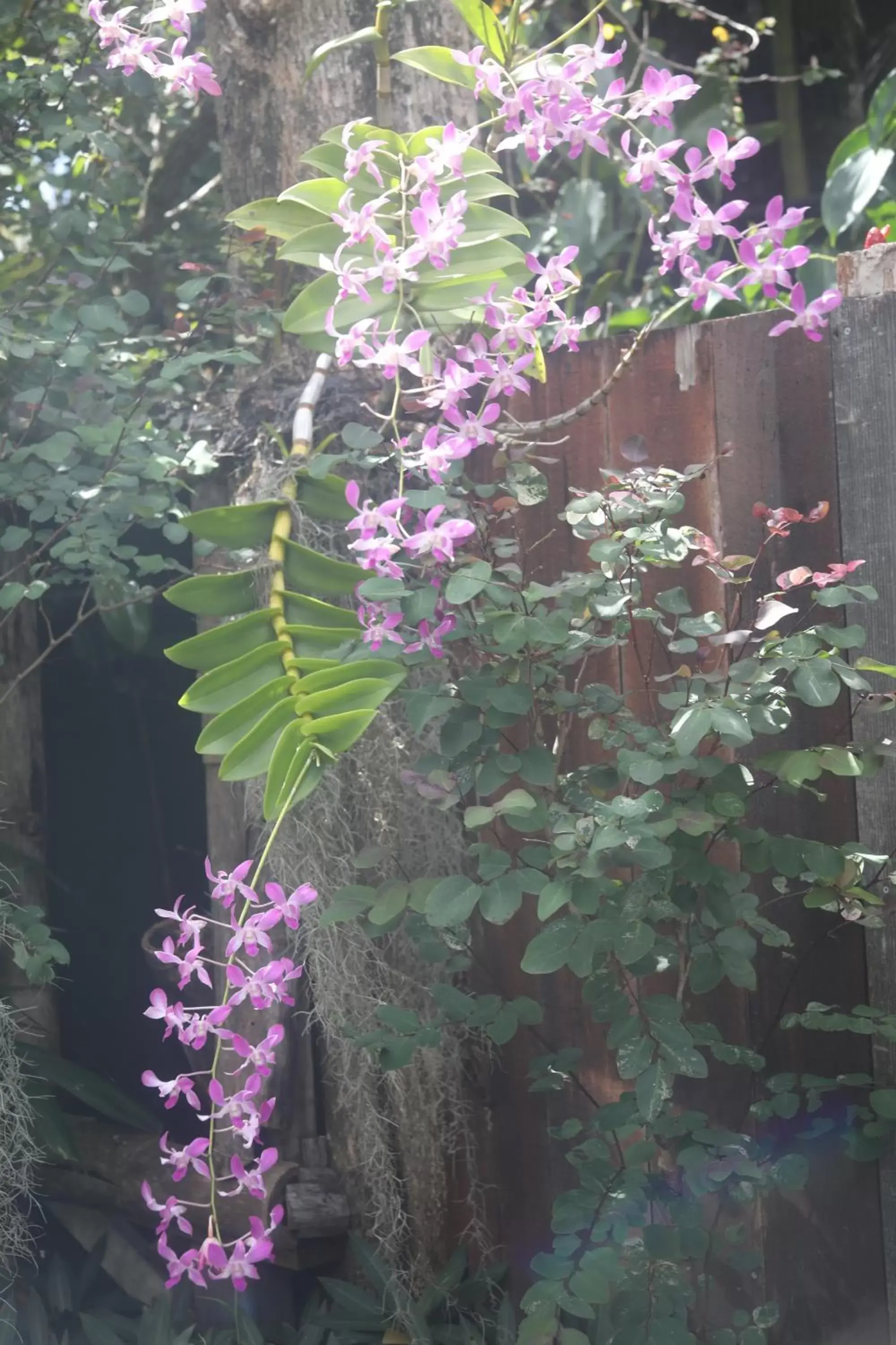 Family Suite in Ma'ukele Lodge Family Suite in Ma'ukele Lodge