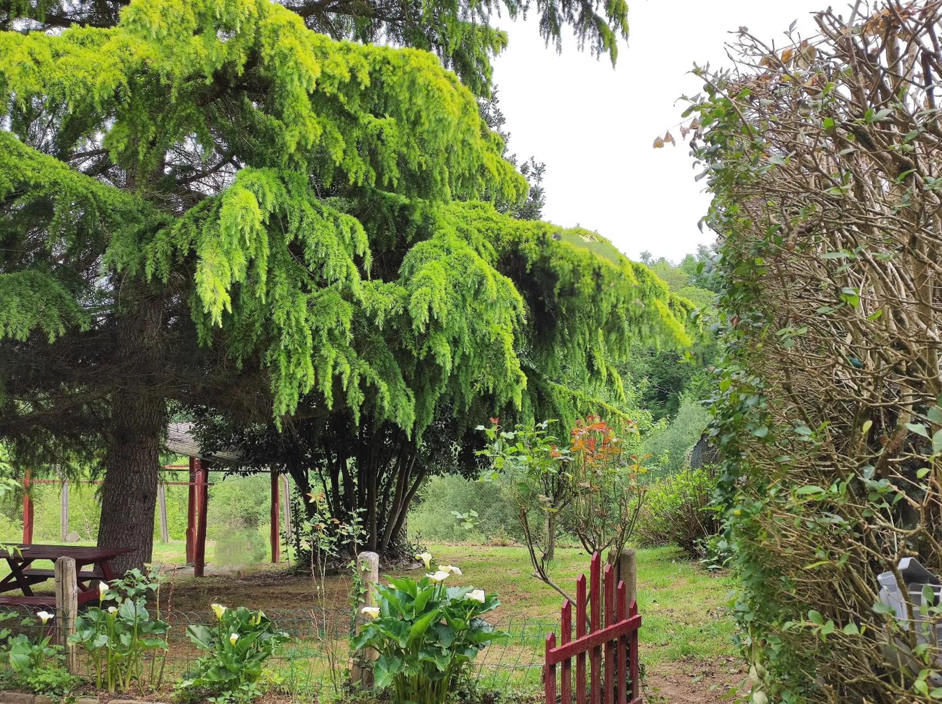 Garden view in Hotel Casa de Díaz