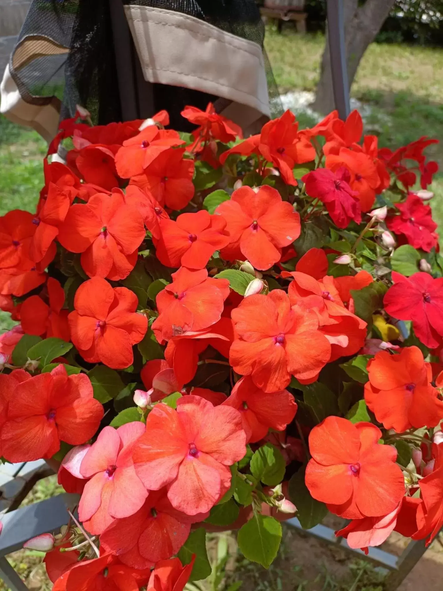 Garden in Recanati Family