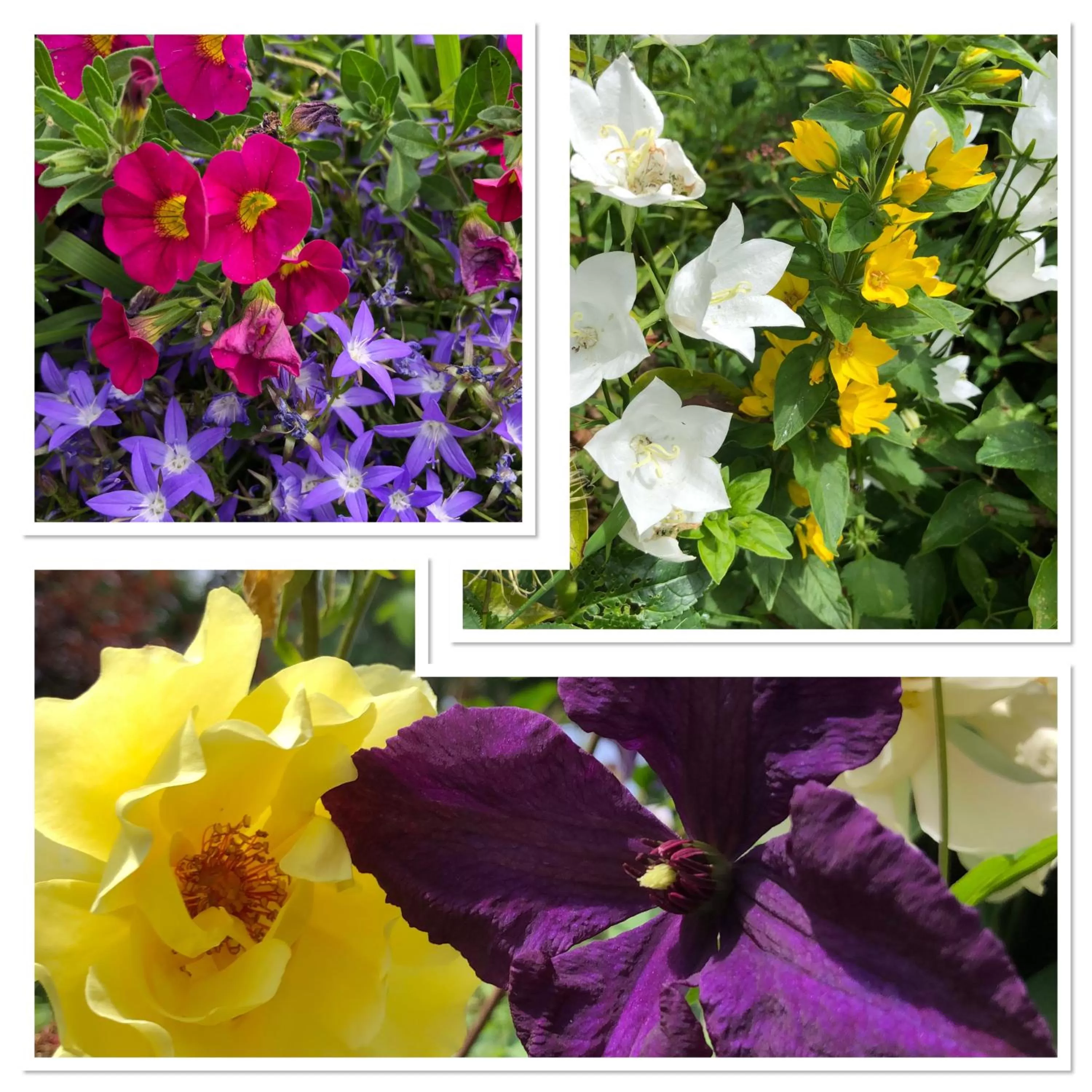 Garden in West View Lodge