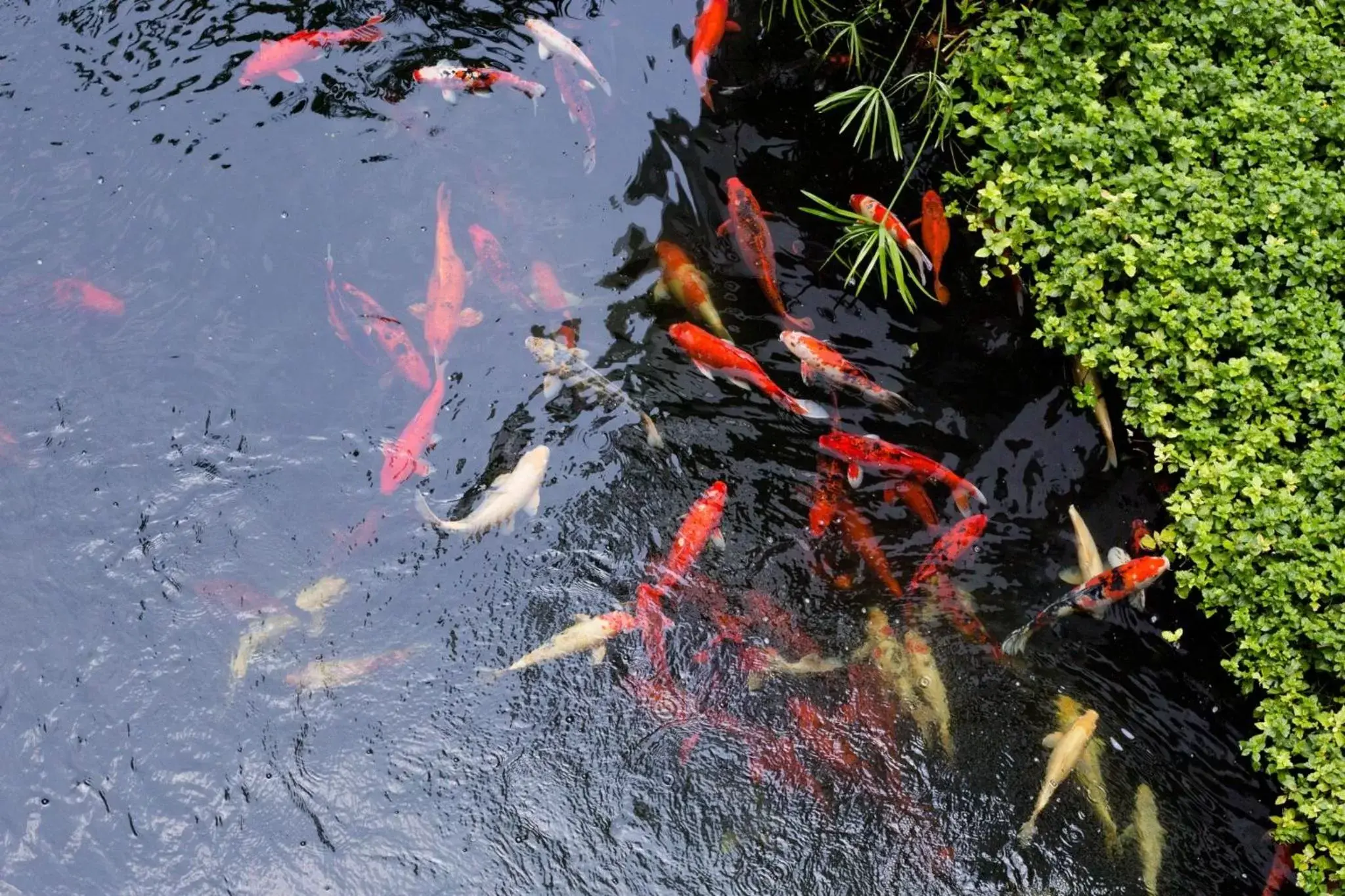 River view in Kosa Hotel & Wellness Center River view in Kosa Hotel & Wellness Center