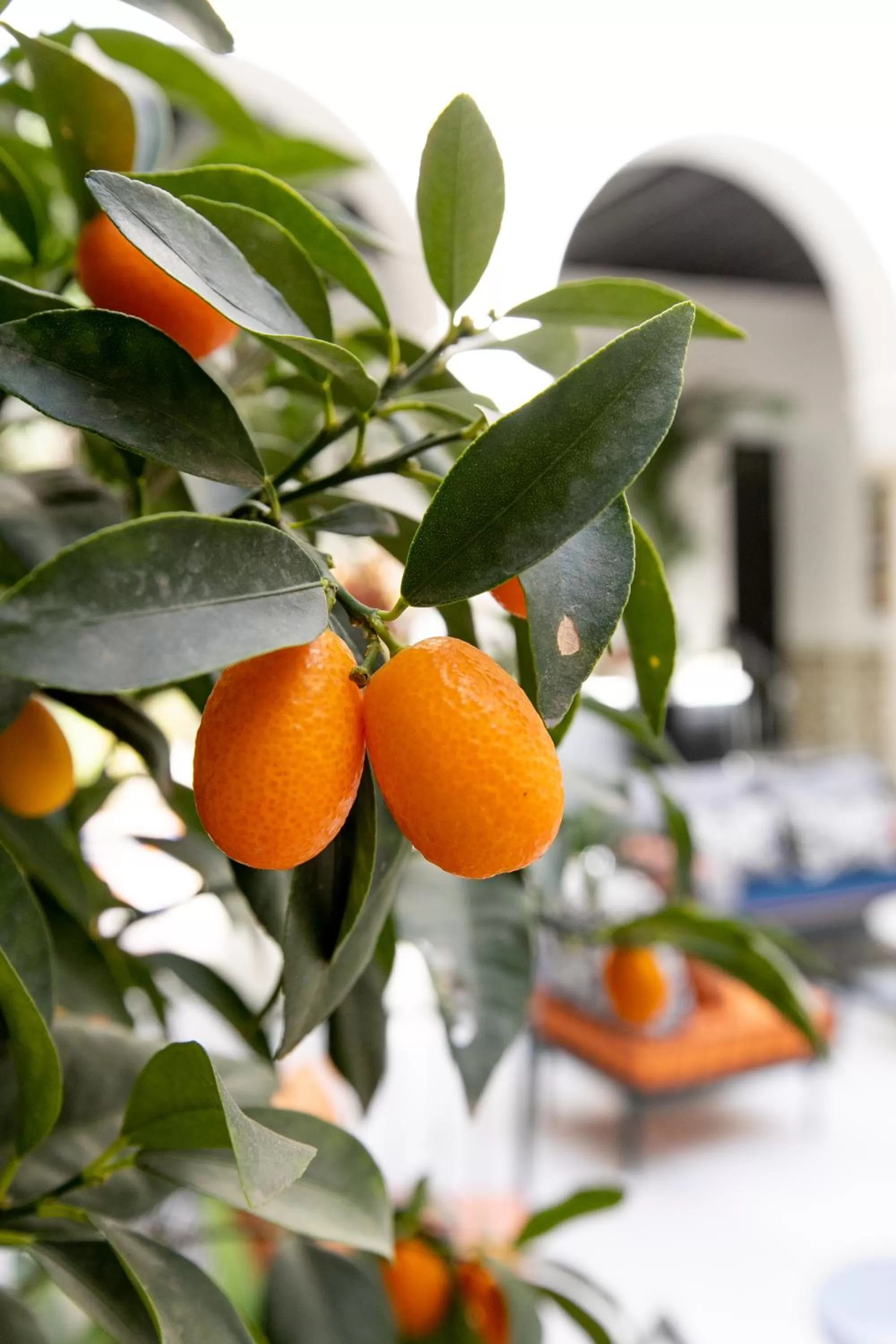 Patio in Hotel Casa Palacio Don Ramón