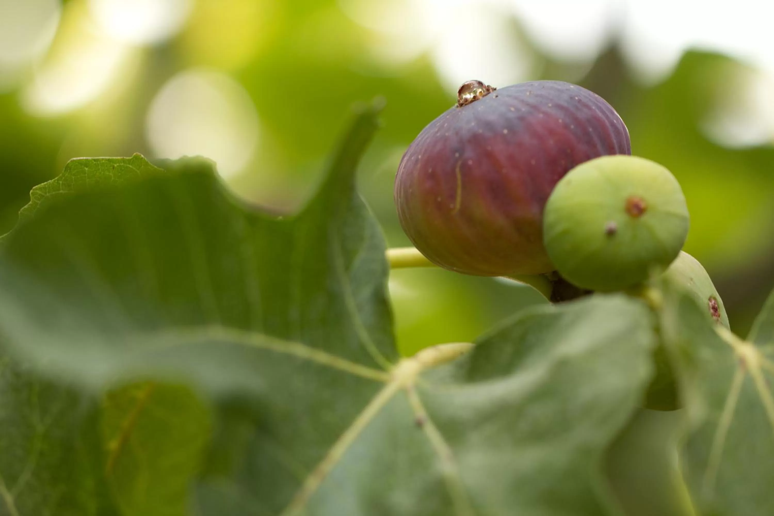 Property building, Food in Parco Degli Aranci