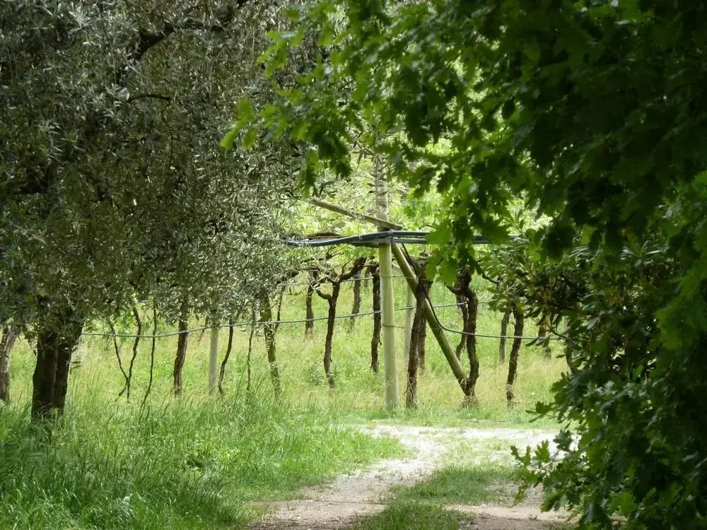 Natural landscape in La Berlera - Riva del Garda