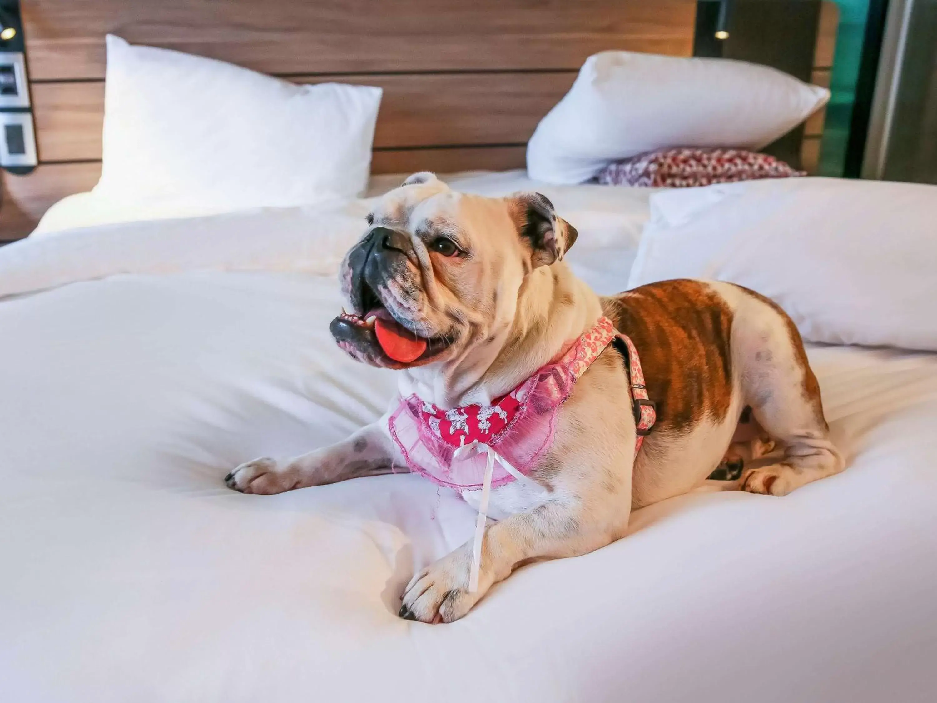 Bedroom, Pets in Novotel Sorocaba