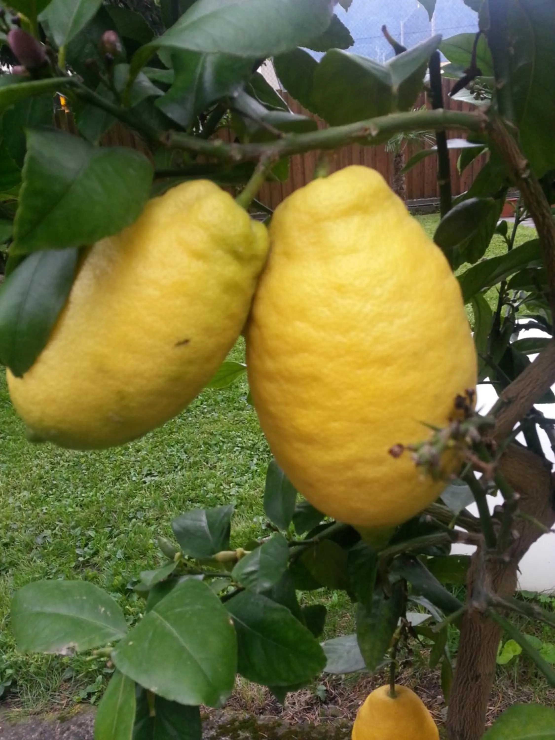 Garden in Hotel Jasmin