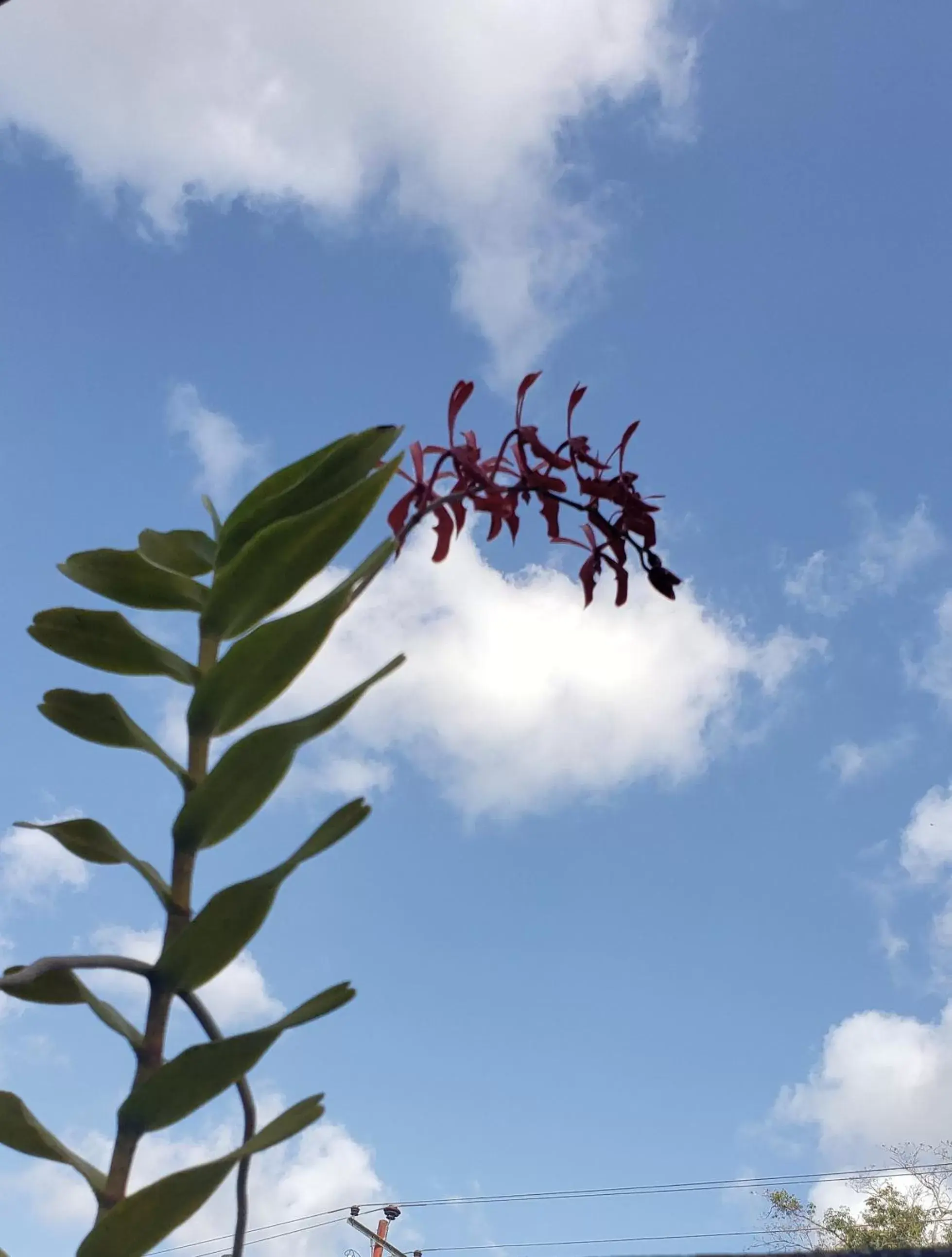 Garden view in Starfish Tobago Garden view in Starfish Tobago