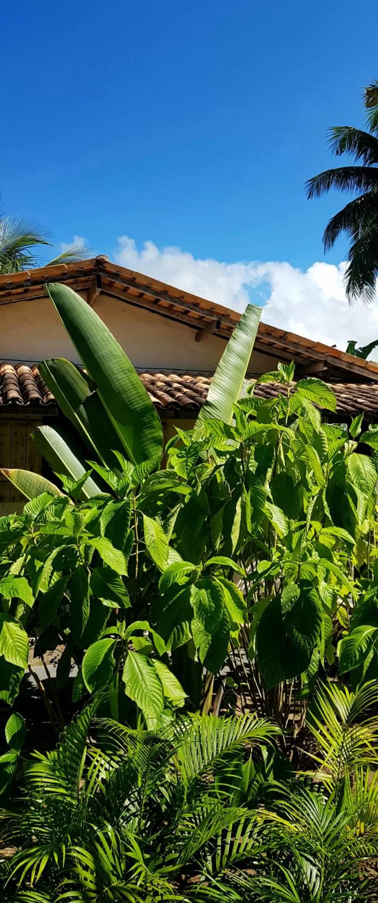 Garden in Pousada Villages Boutique Hotel - 150m da Praia da Laje