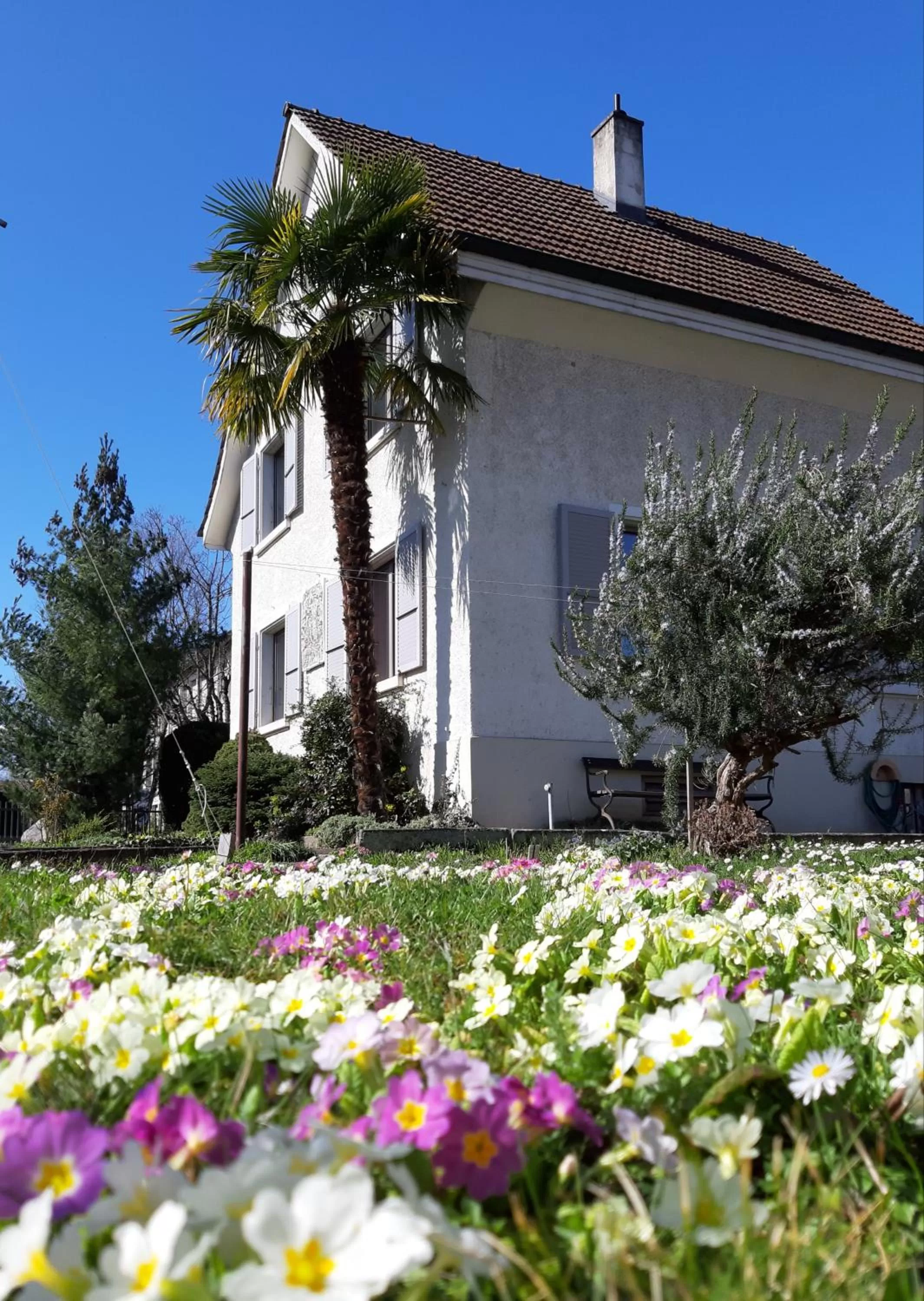 Garden, Property Building in B&B Kalimera Pratteln