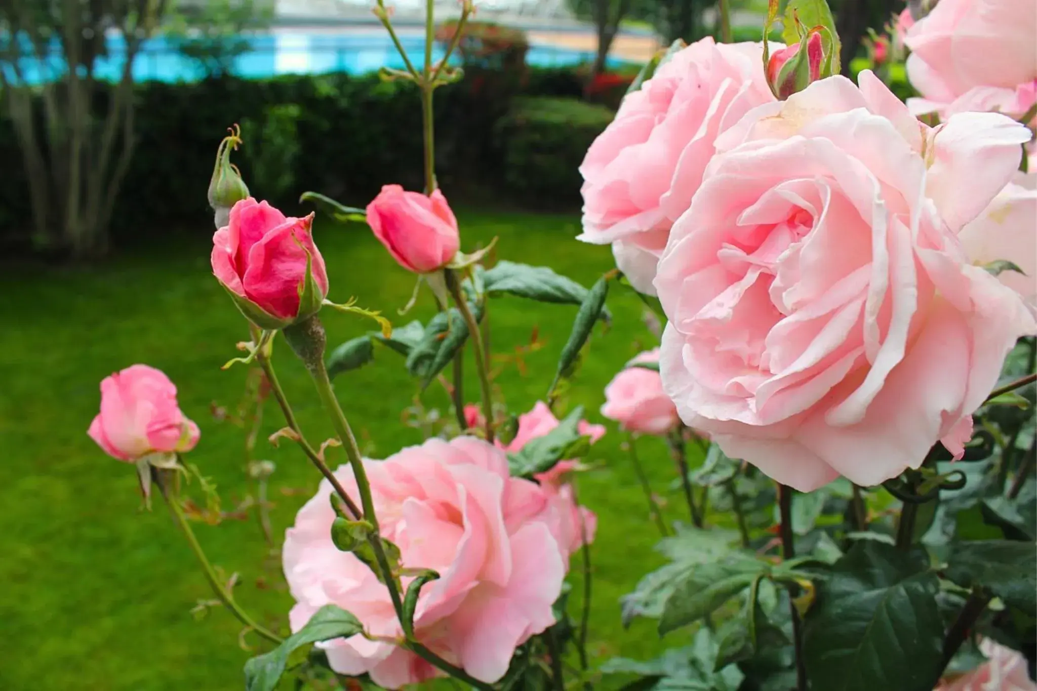 Day, Garden in Garni Nessi