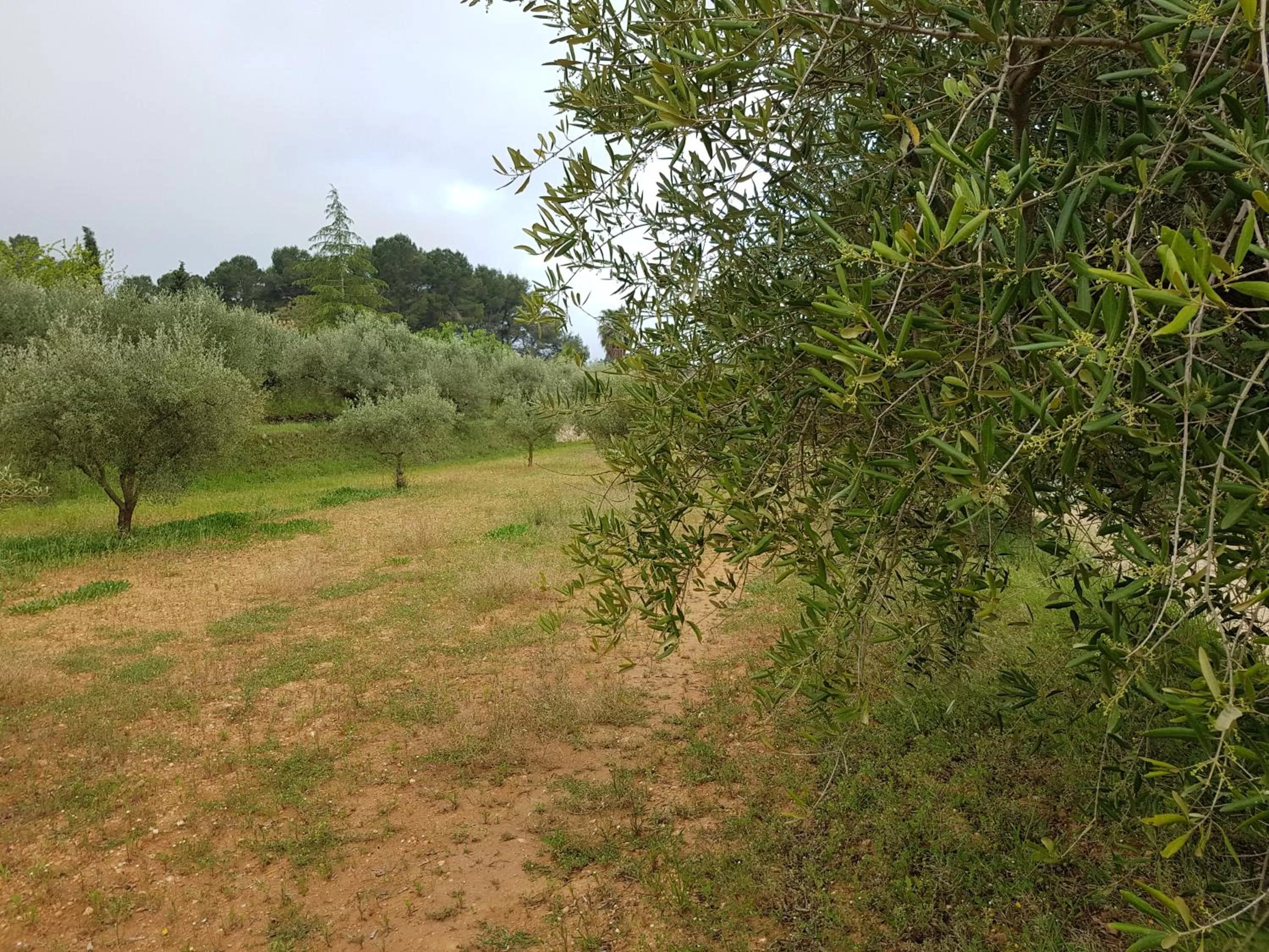 Area and facilities in Finca La Higuera - Boutique B&B