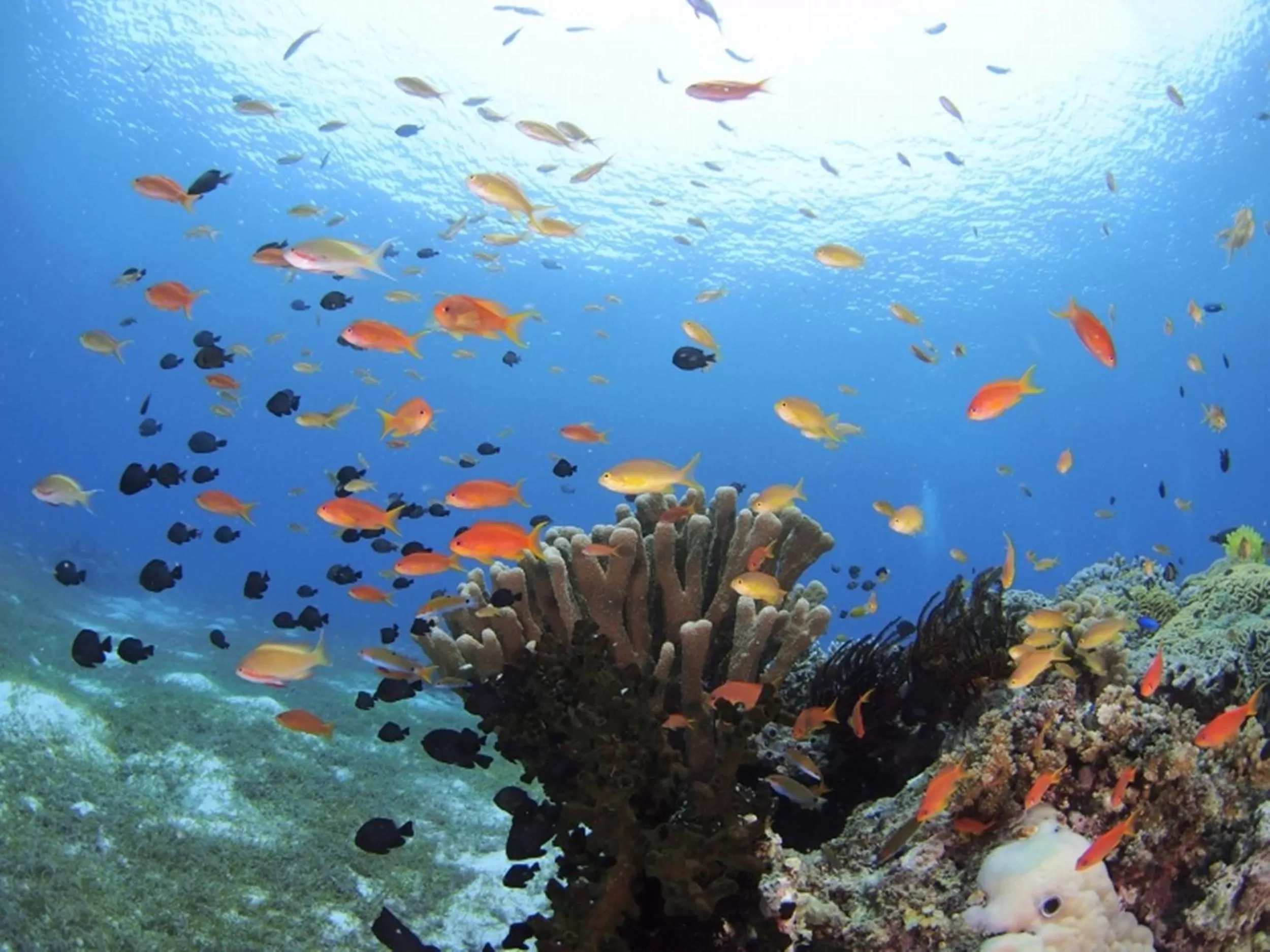 Activities in Oceanica Resort Panglao, Bohol