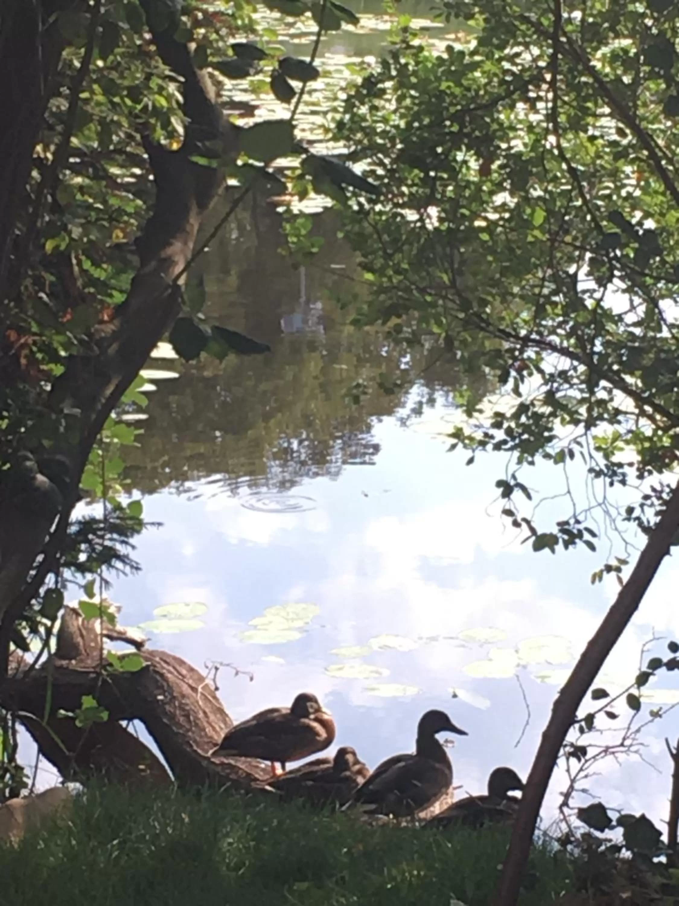 Lake view in De Vijverkamer-----privé diner op de kamer mogelijk!!