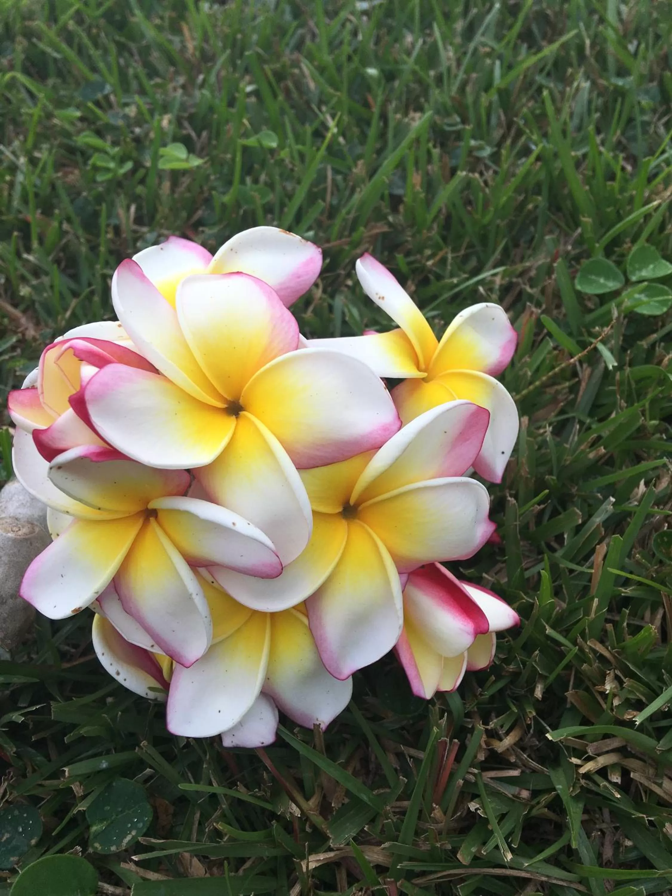 Garden in Kona Bayview Inn