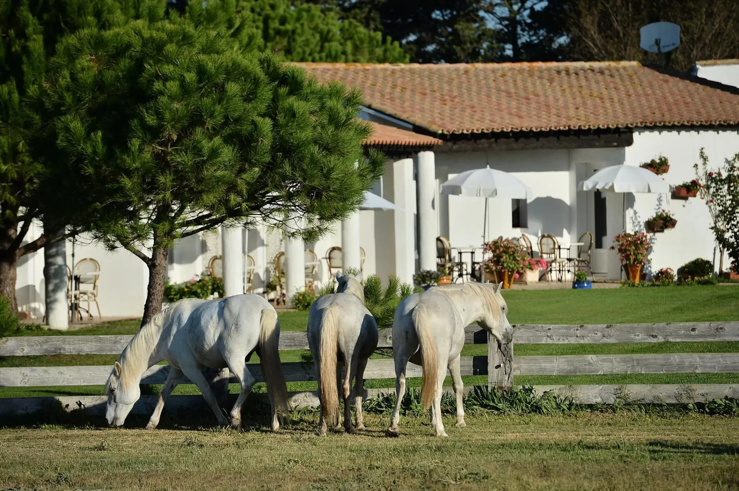 Mas de la Grenouillère Hôtel et Centre équestre en pleine nature