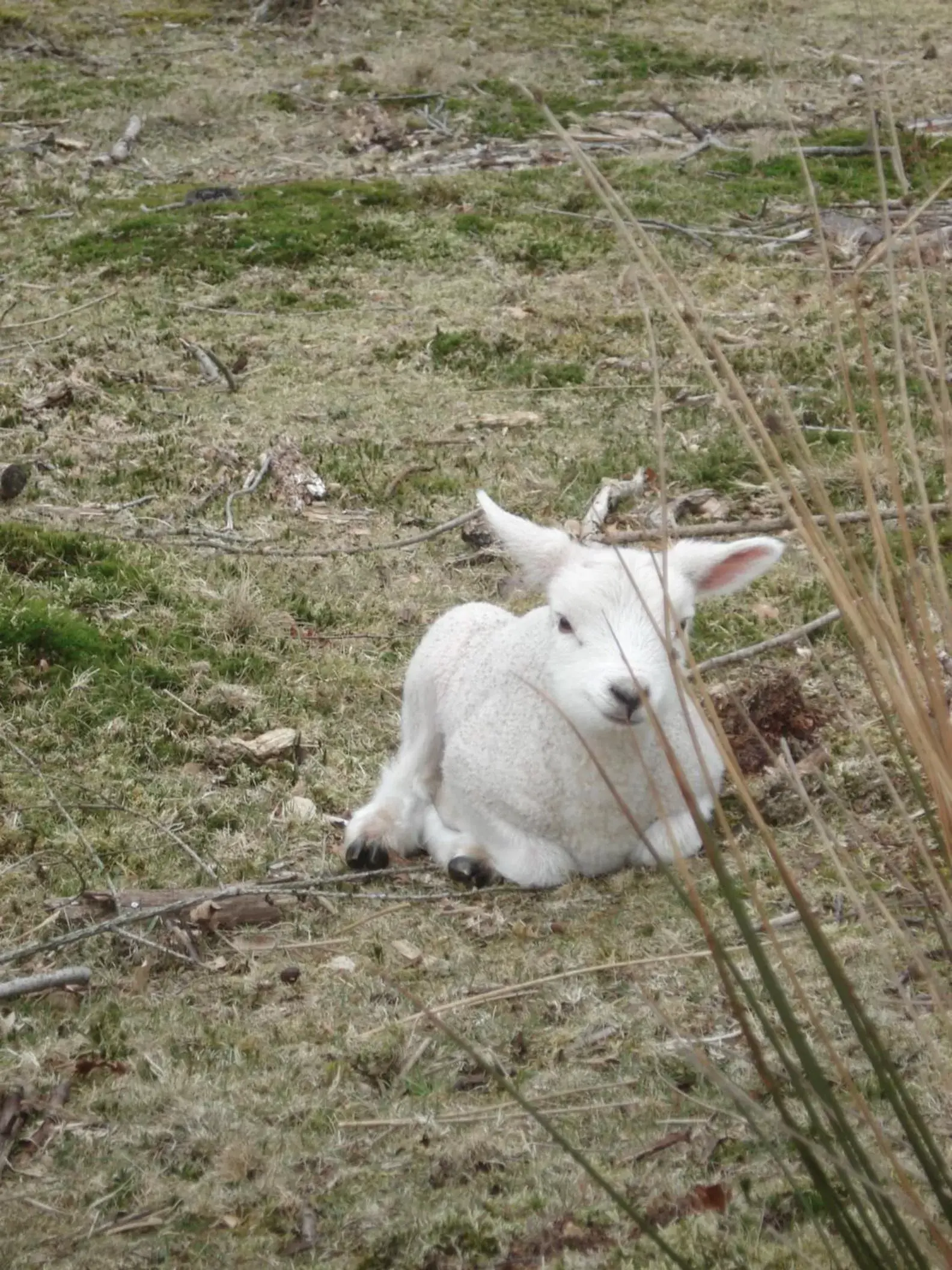 Animals, Other Animals in B&B De Eikenhorst