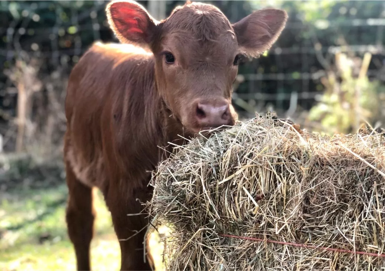 Other Animals in Quarrystone House B&B