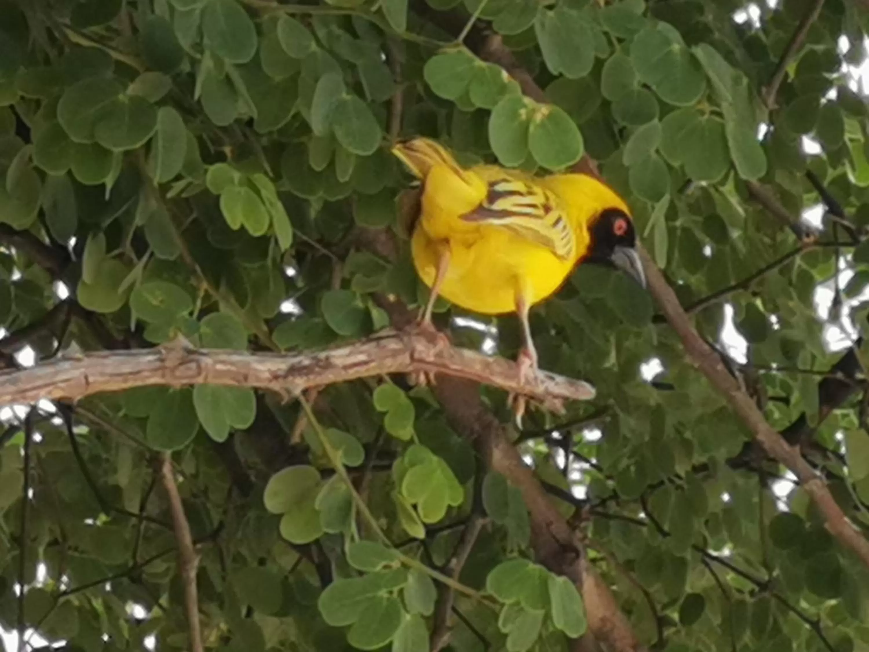 Other Animals in Happy Forest B&B
