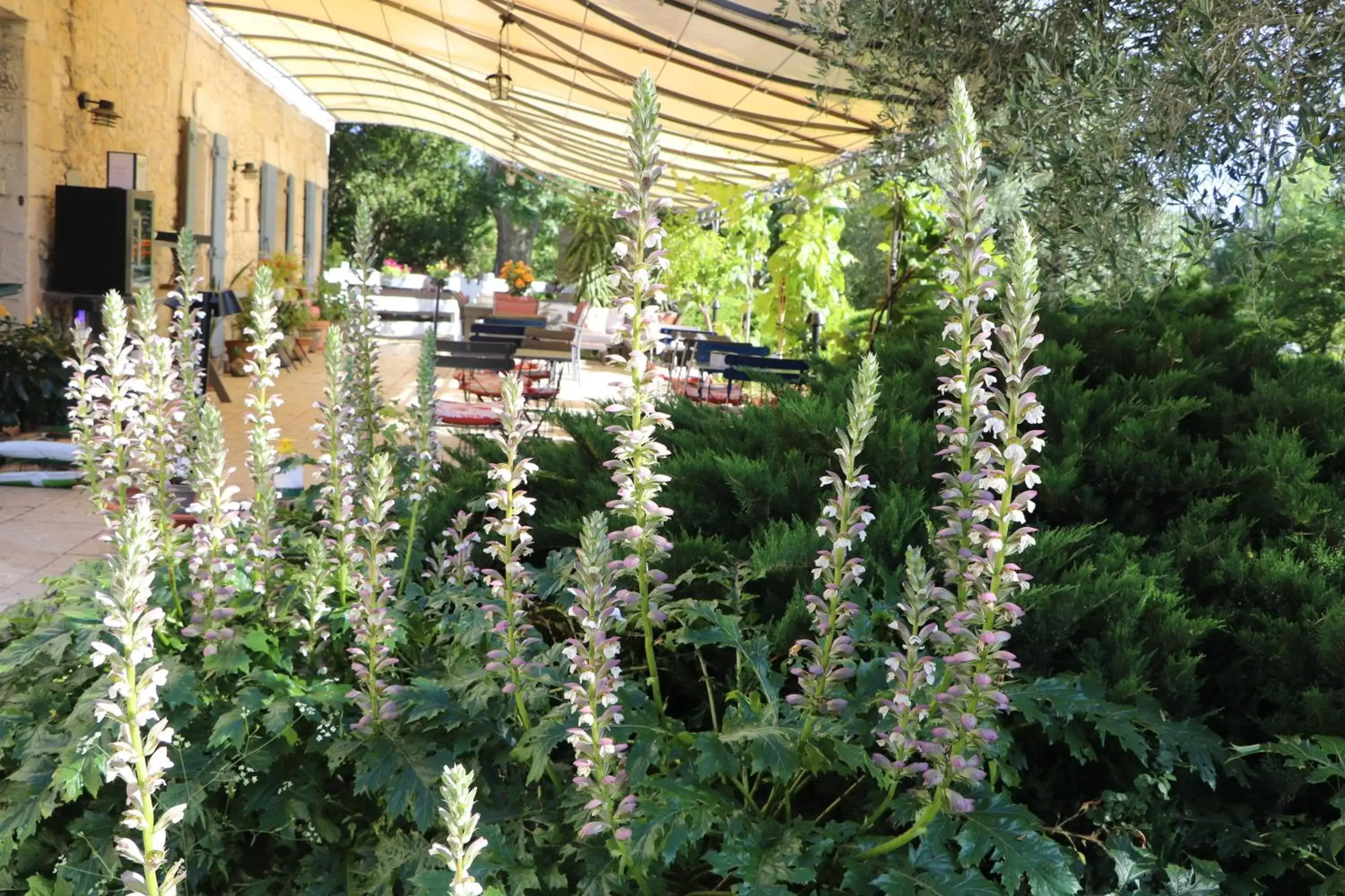 Patio in Mas des Cerisiers