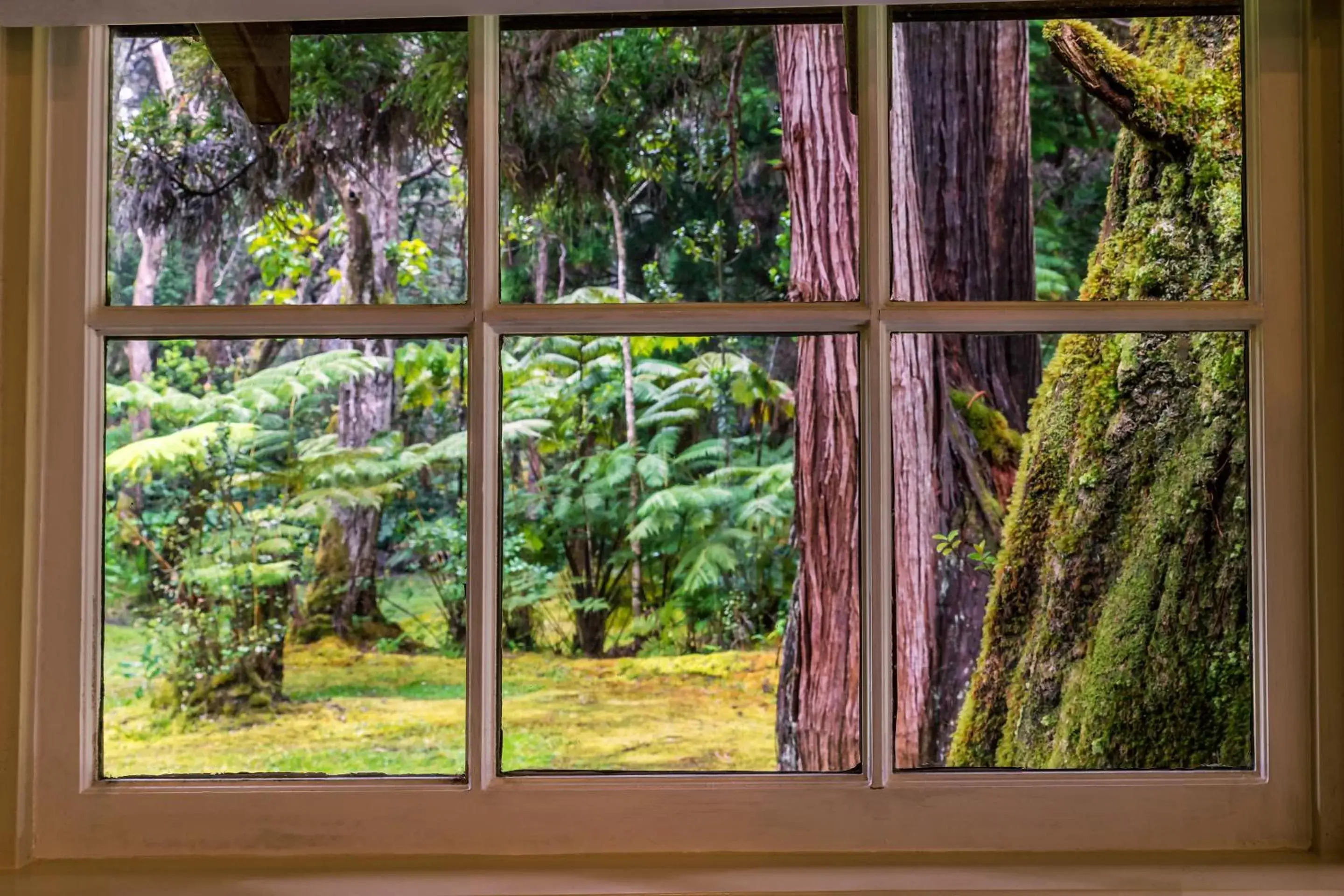 Garden view in Volcano Village Estates