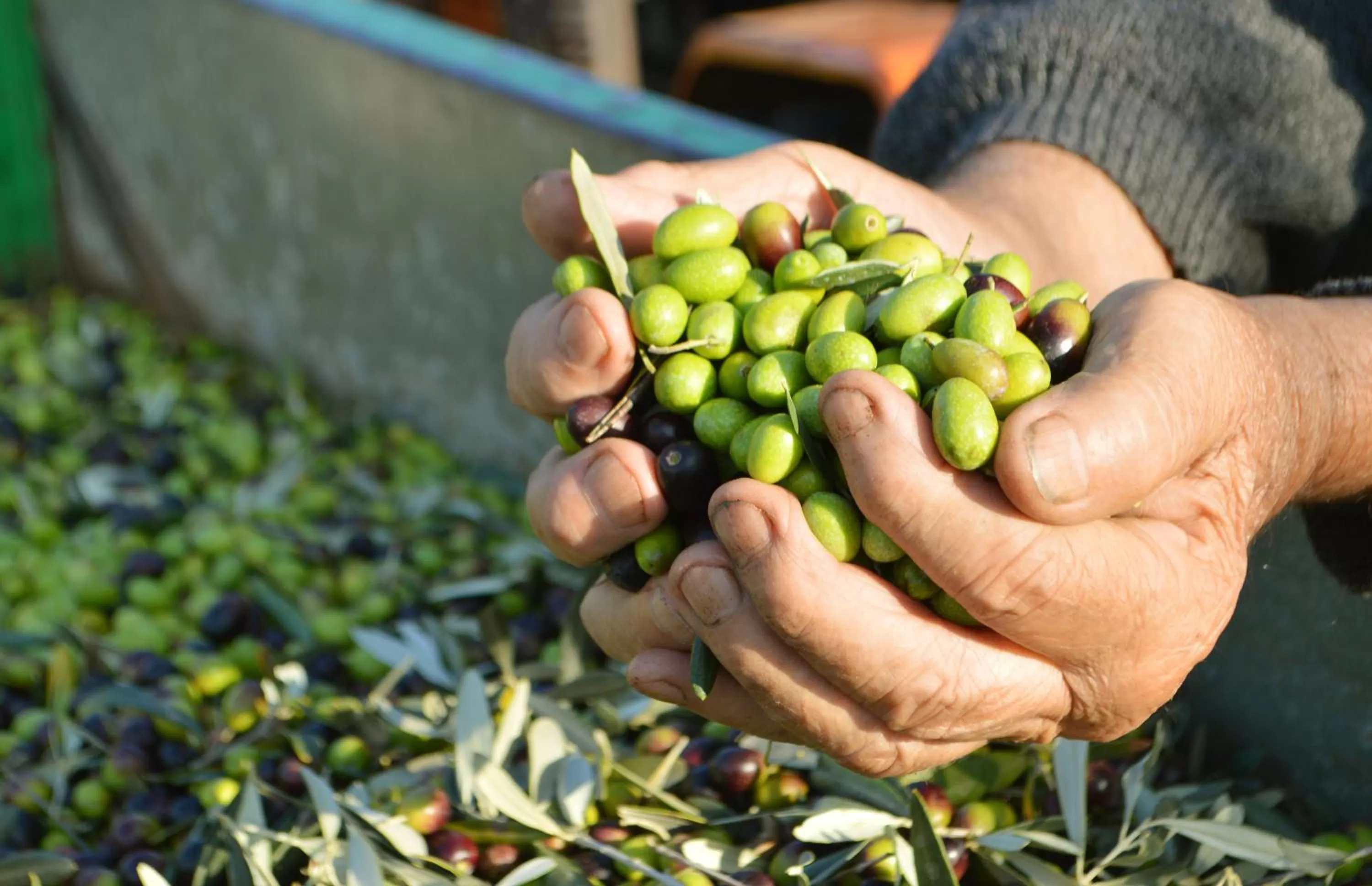 Food in Armonie di Villa Incontri B&B