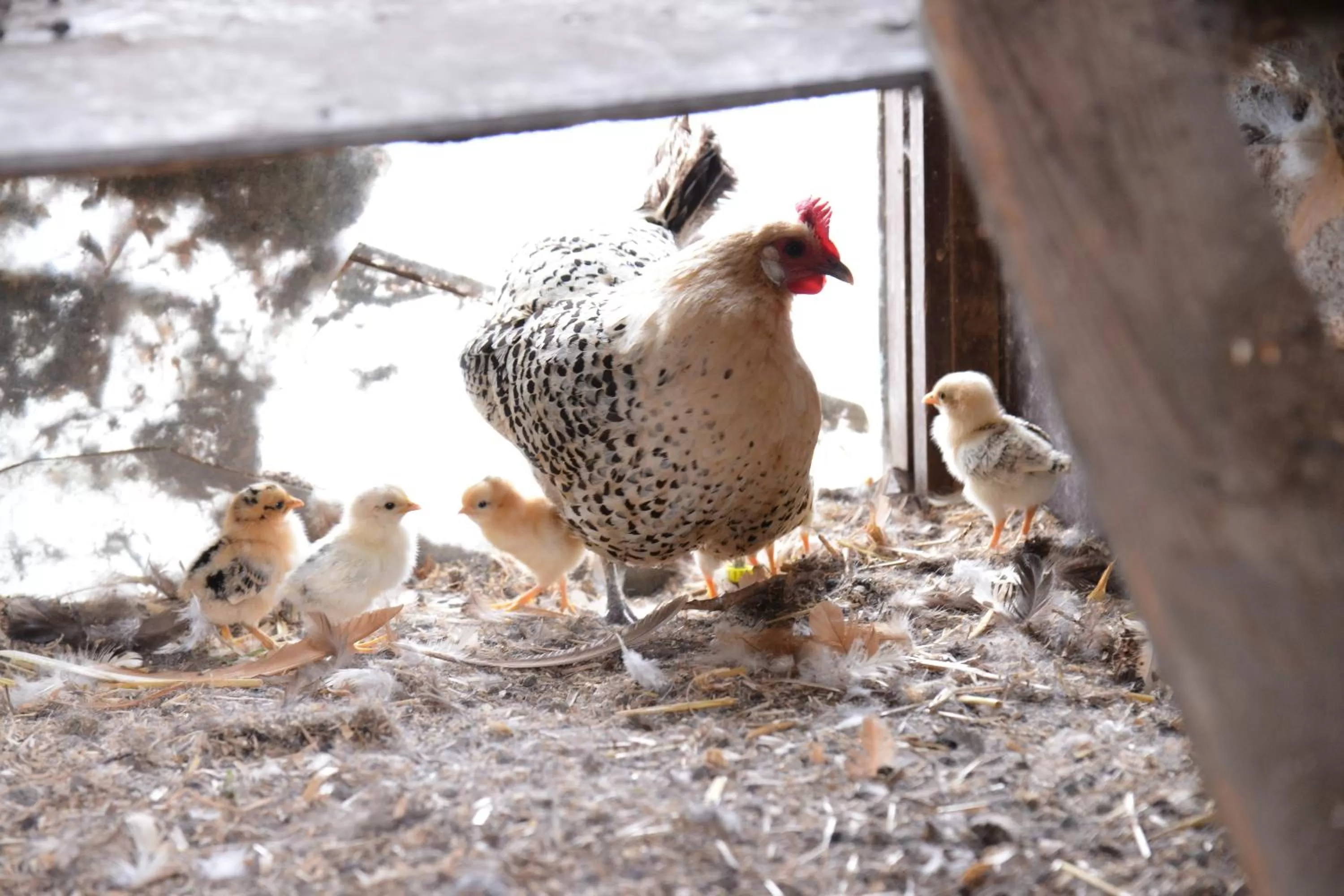 Animals, Other Animals in Guest House Aan de Hollandse IJssel