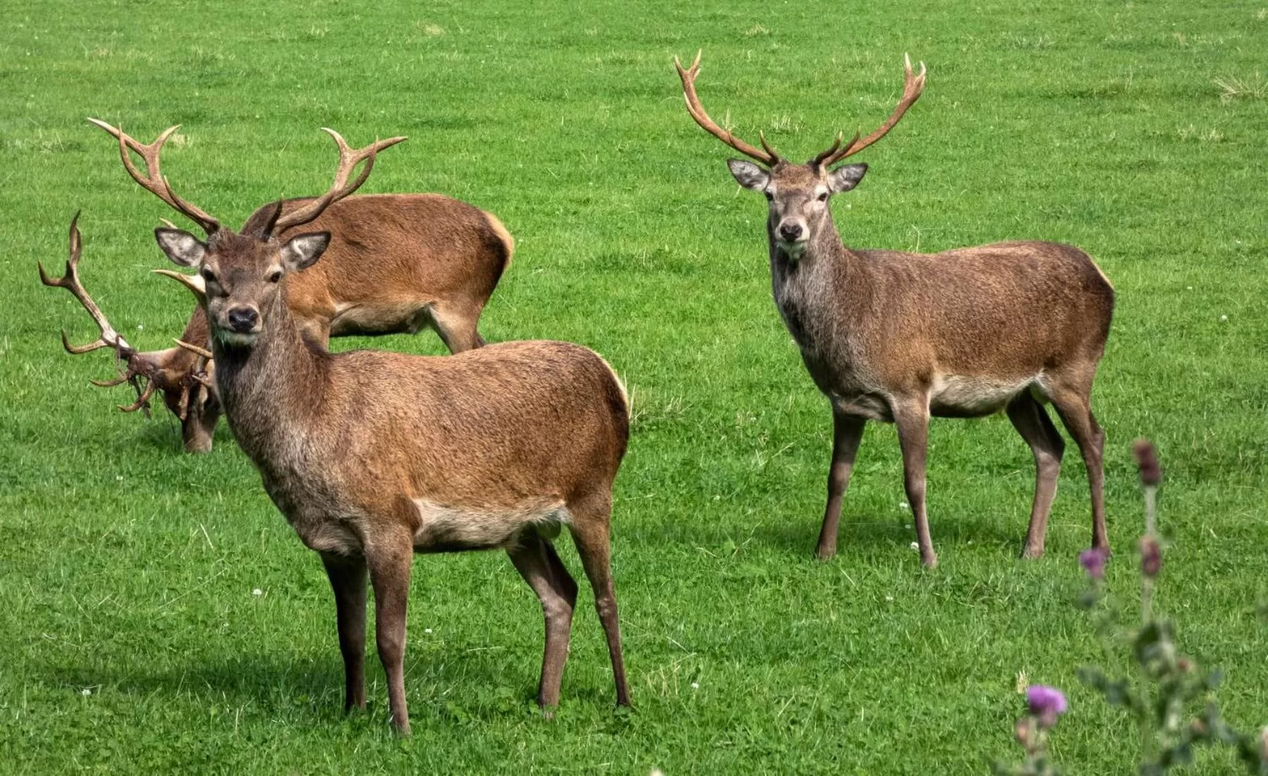 Animals in Loch Rannoch Hotel and Spa
