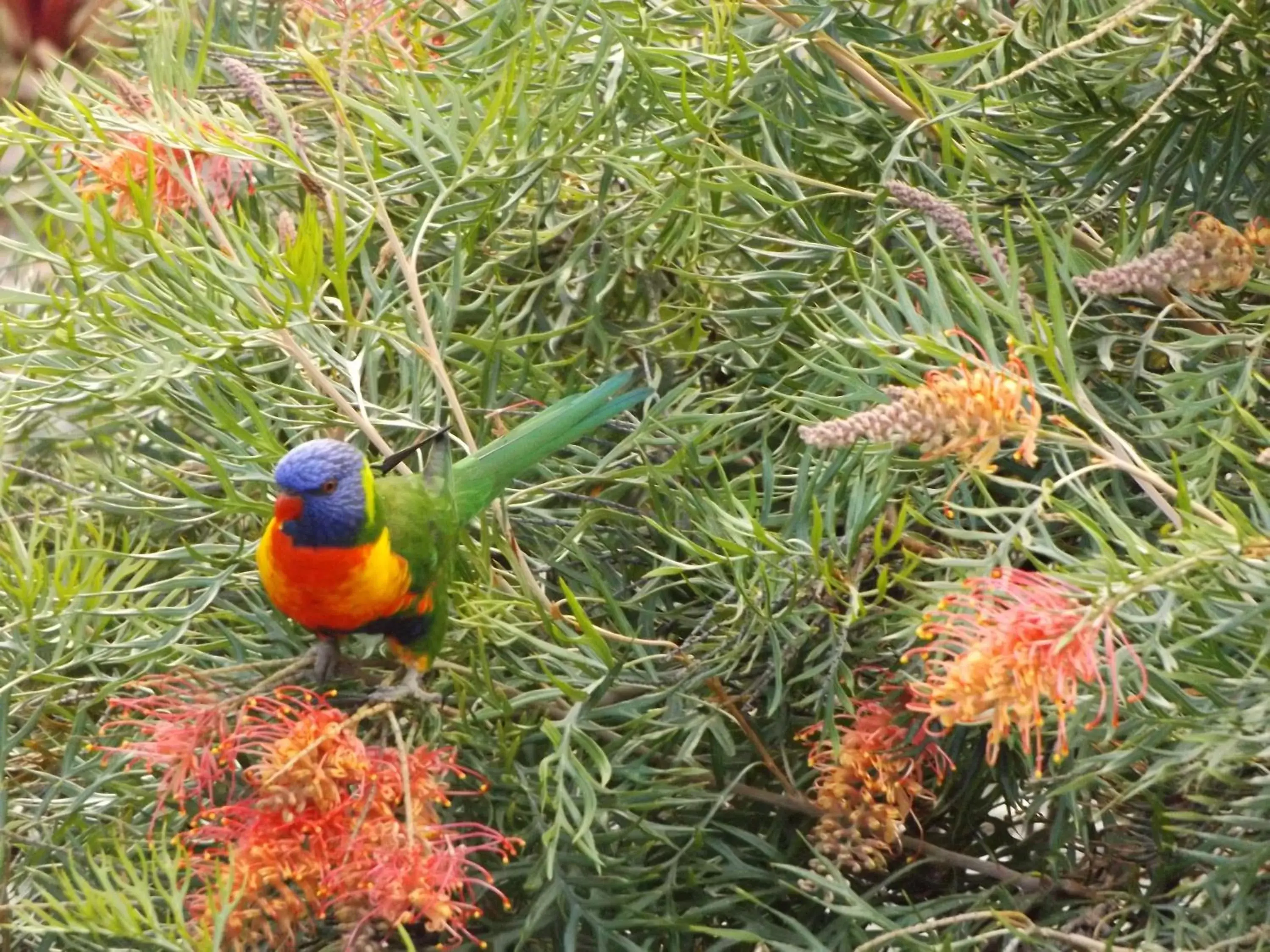 Animals, Other Animals in Ocean View Motor Inn Merimbula