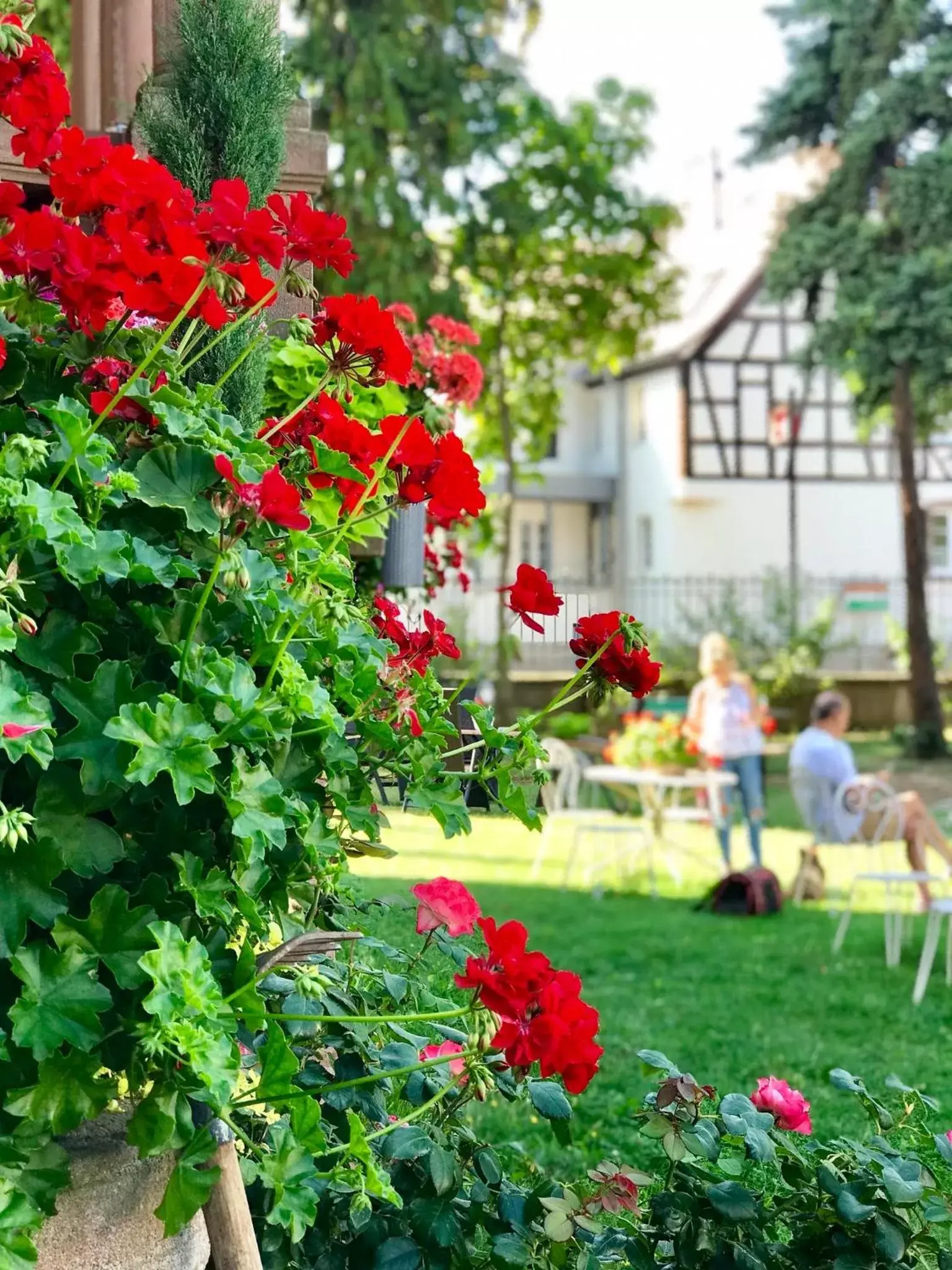 Garden in Hôtel Le Manoir