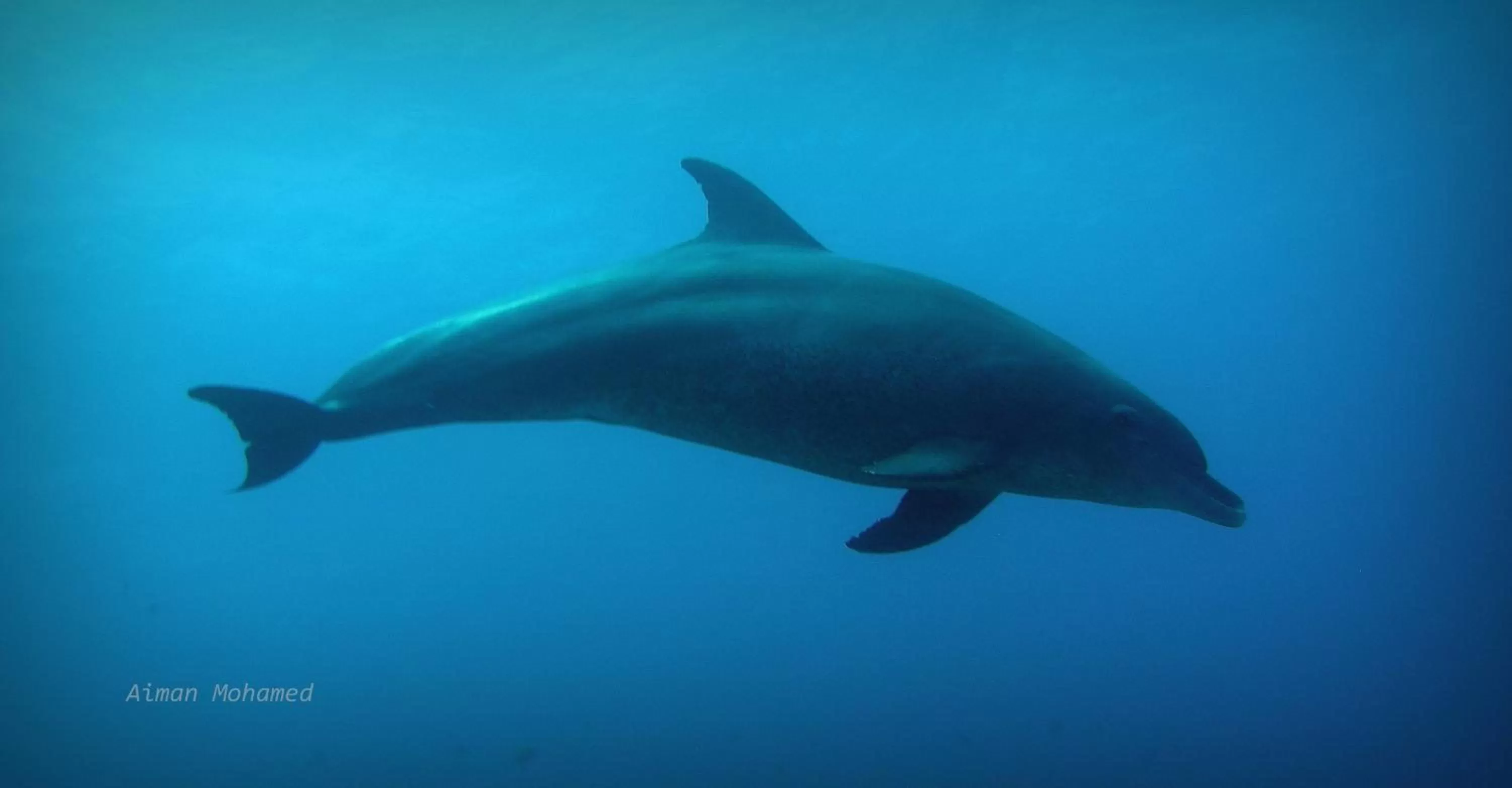 Snorkeling in Coral Sun Beach