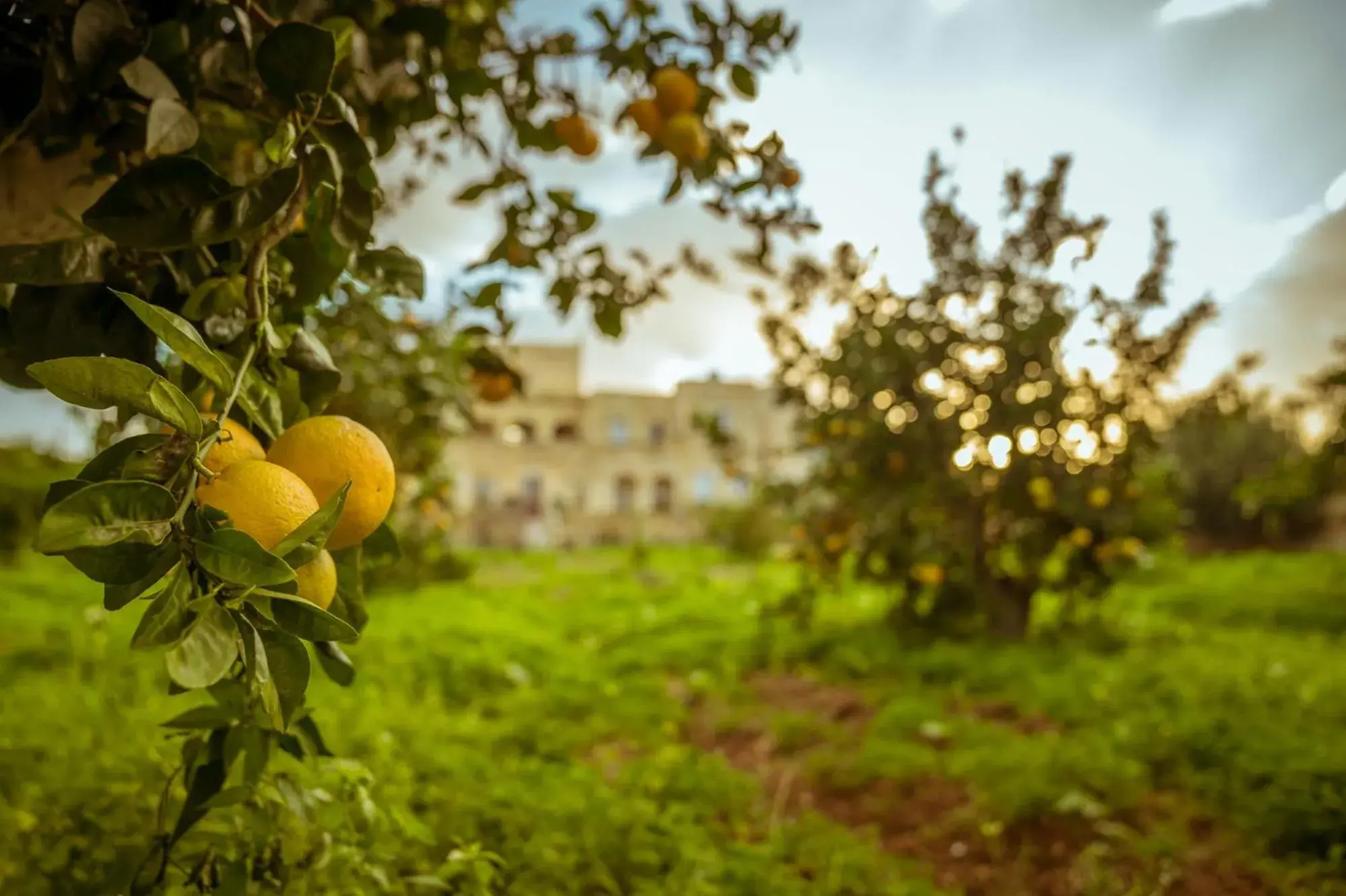 Natural landscape, Garden in Mulberries