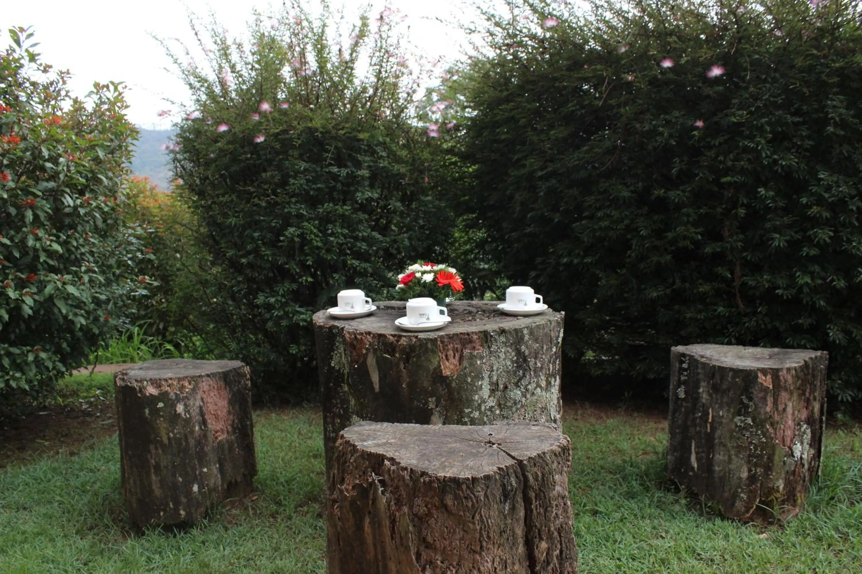 Garden in KTDC Tea county