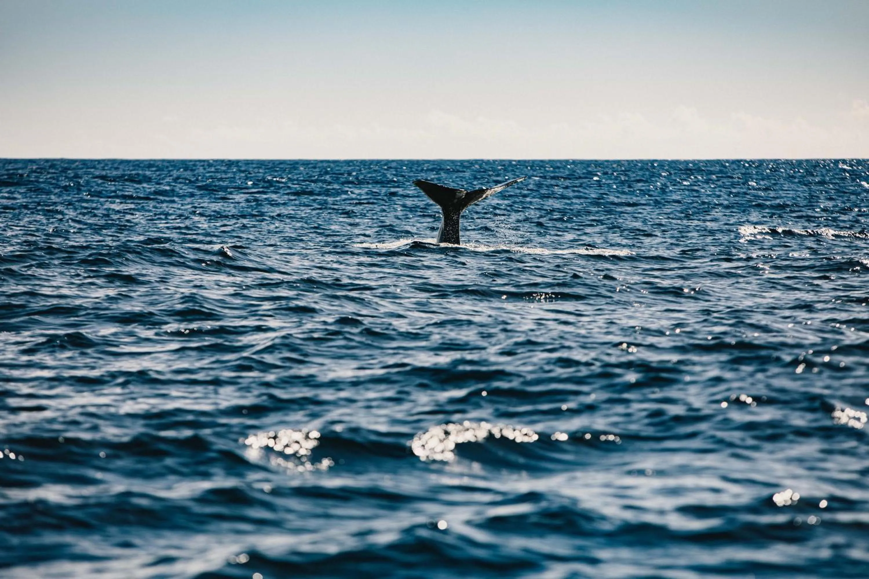 Activities, Other Animals in Furnas Boutique Hotel - Thermal & Spa