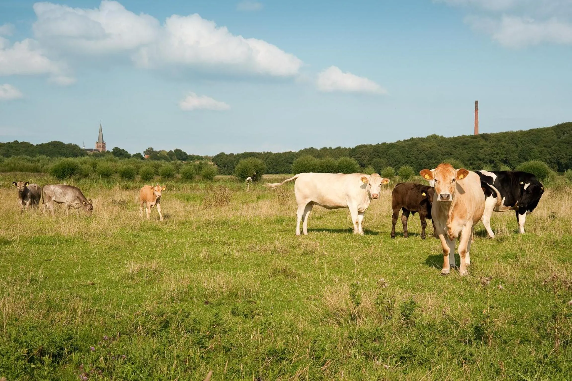 Animals in Grenshotel de Jonckheer