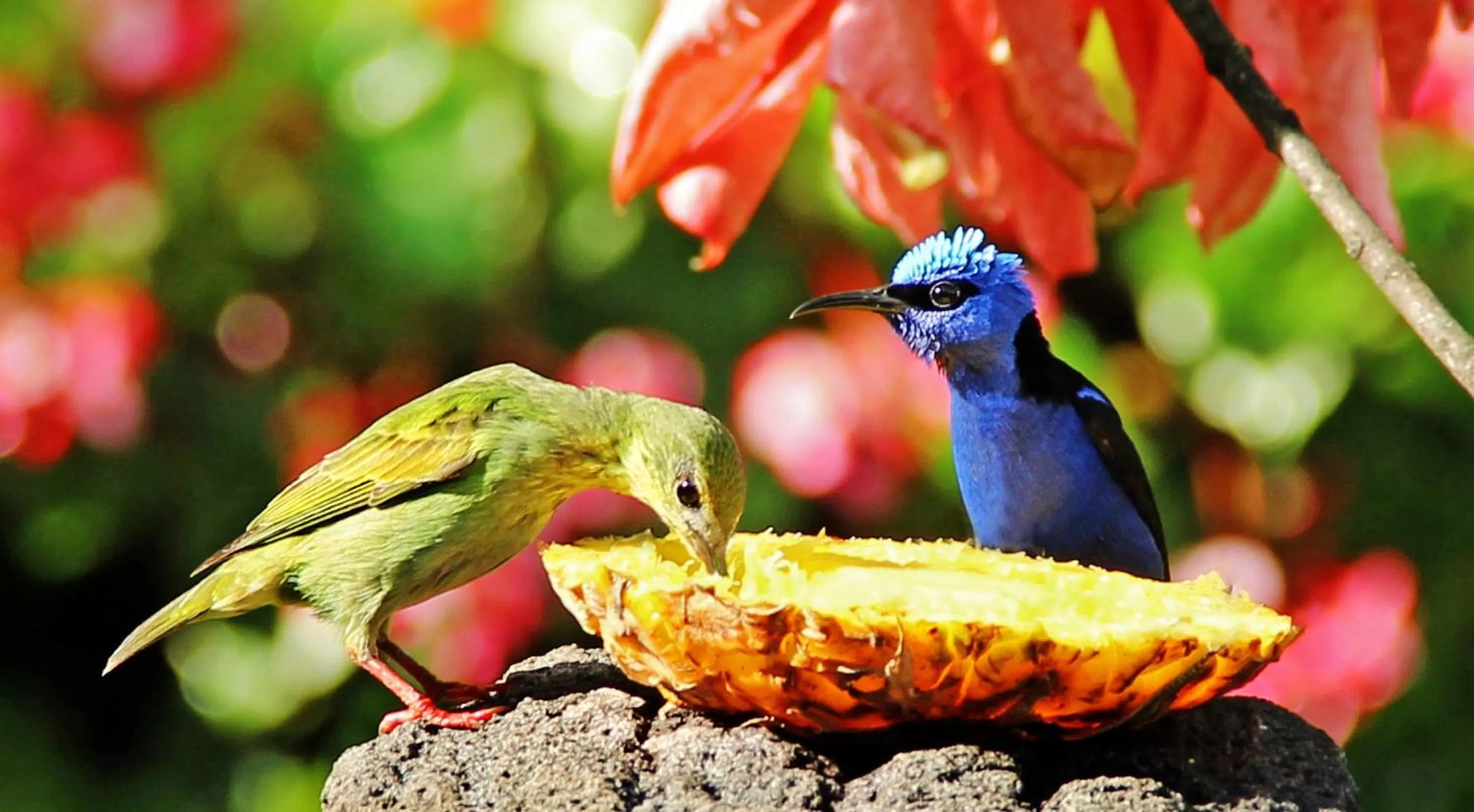Day, Other Animals in Boquete Garden Inn