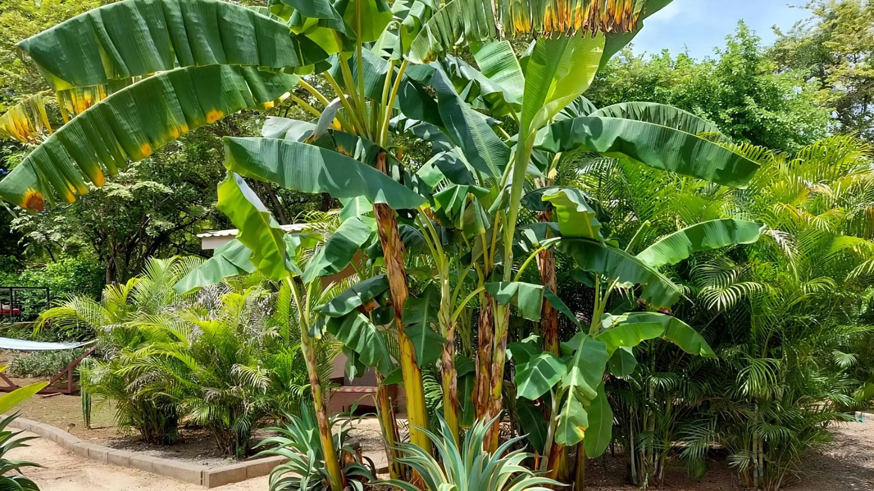 Garden in Tee-K Lodge Tamarindo