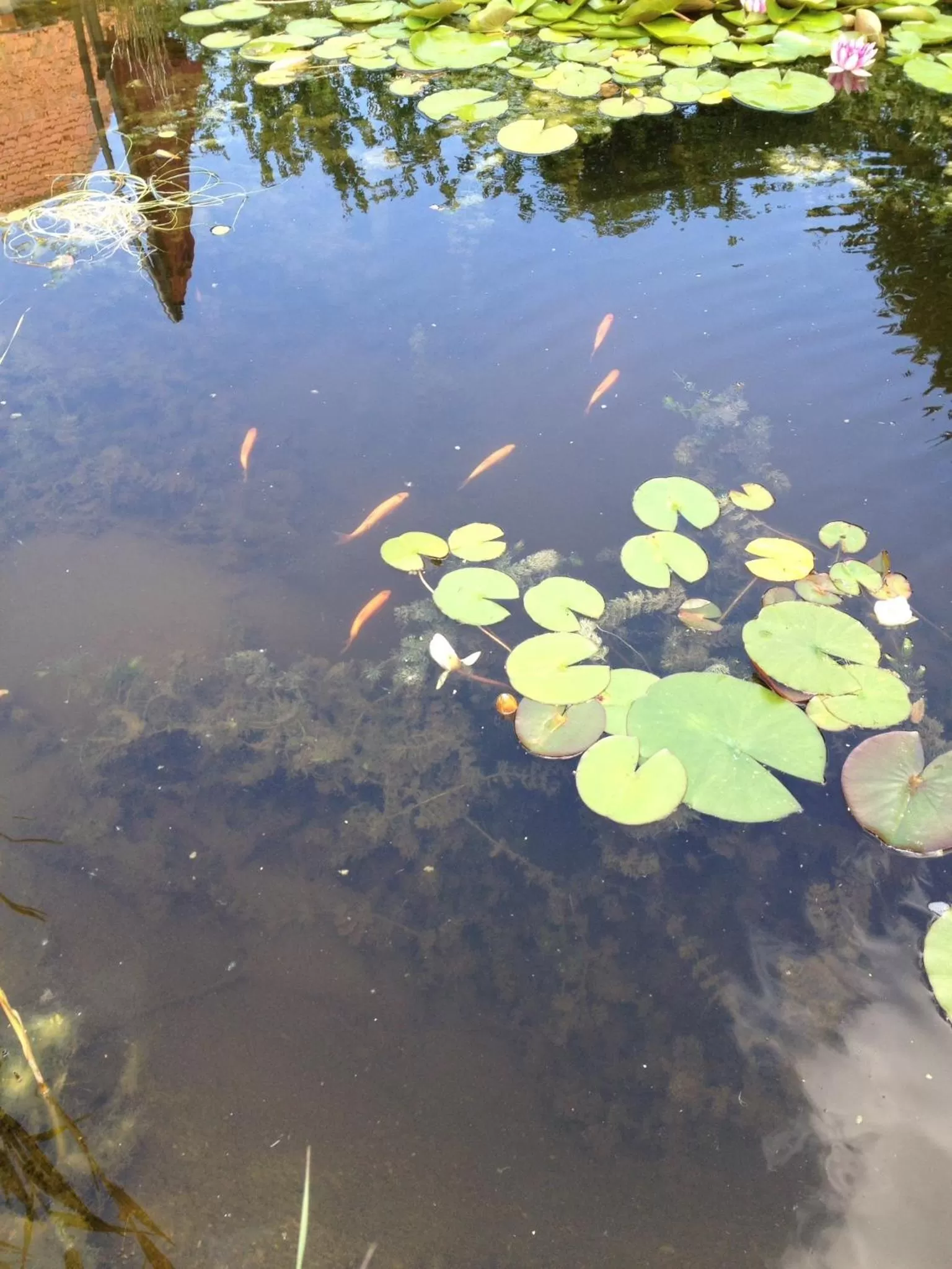 Garden in Logies Ternier