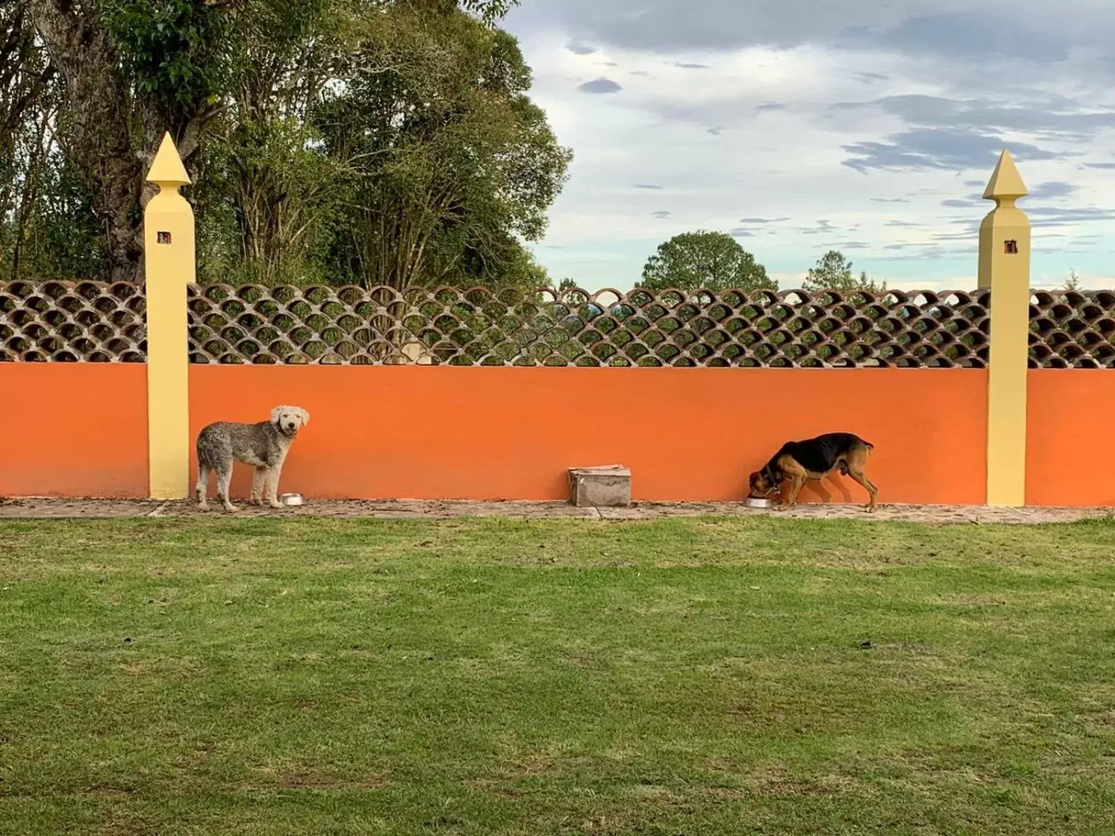 Pets in Antigua Hacienda Metepec