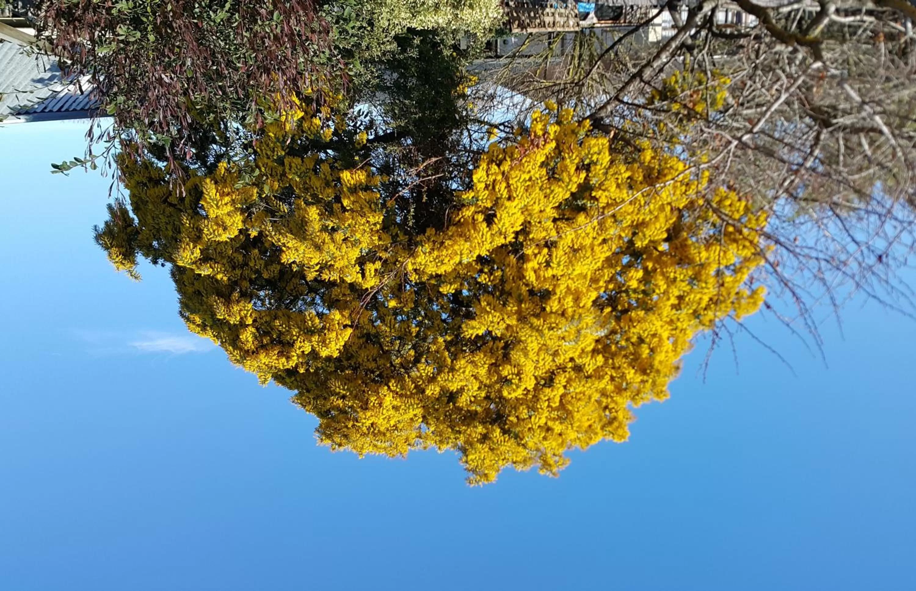 Spring in Lilybrook Motel